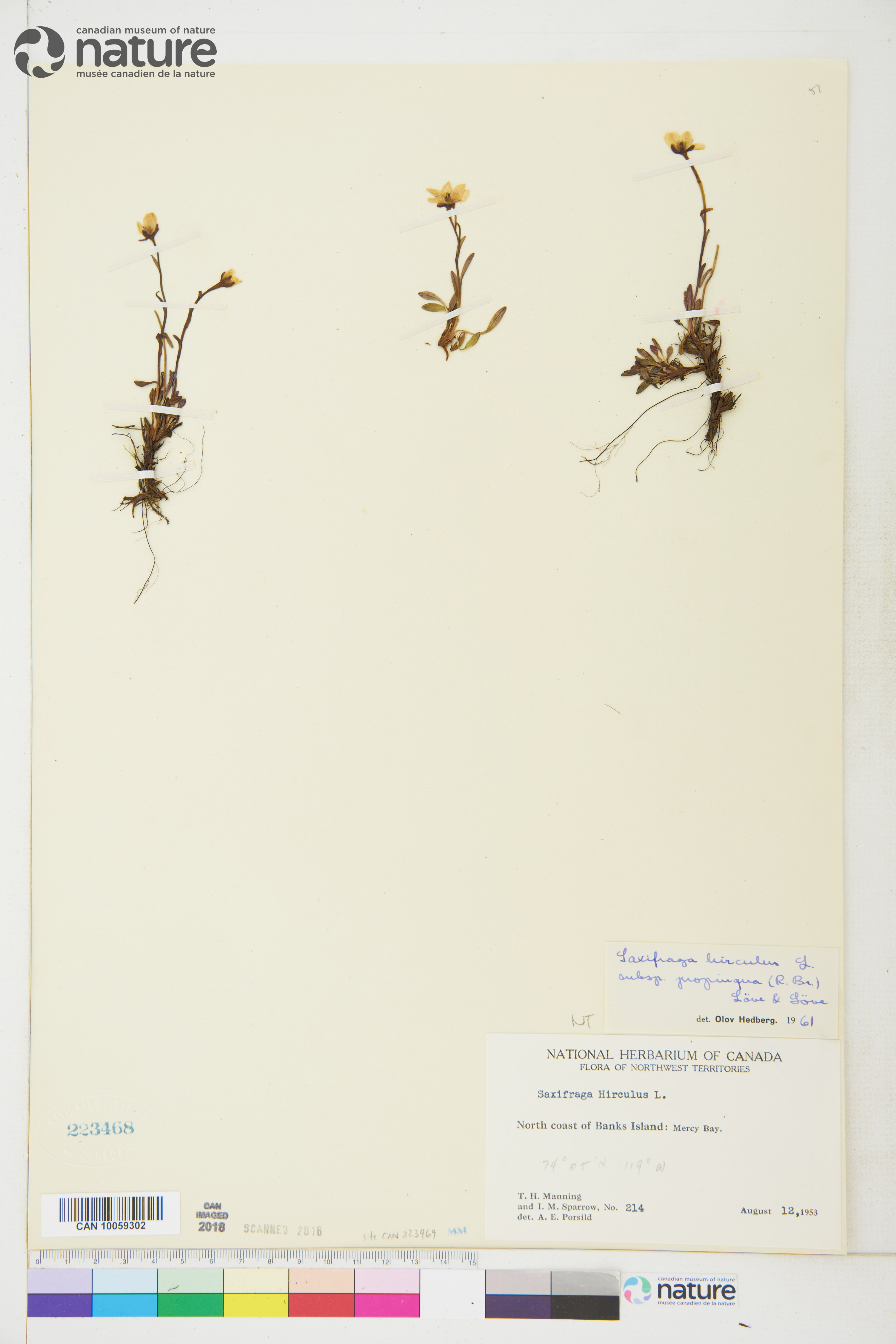Saxifraga hirculus subsp. propinqua image