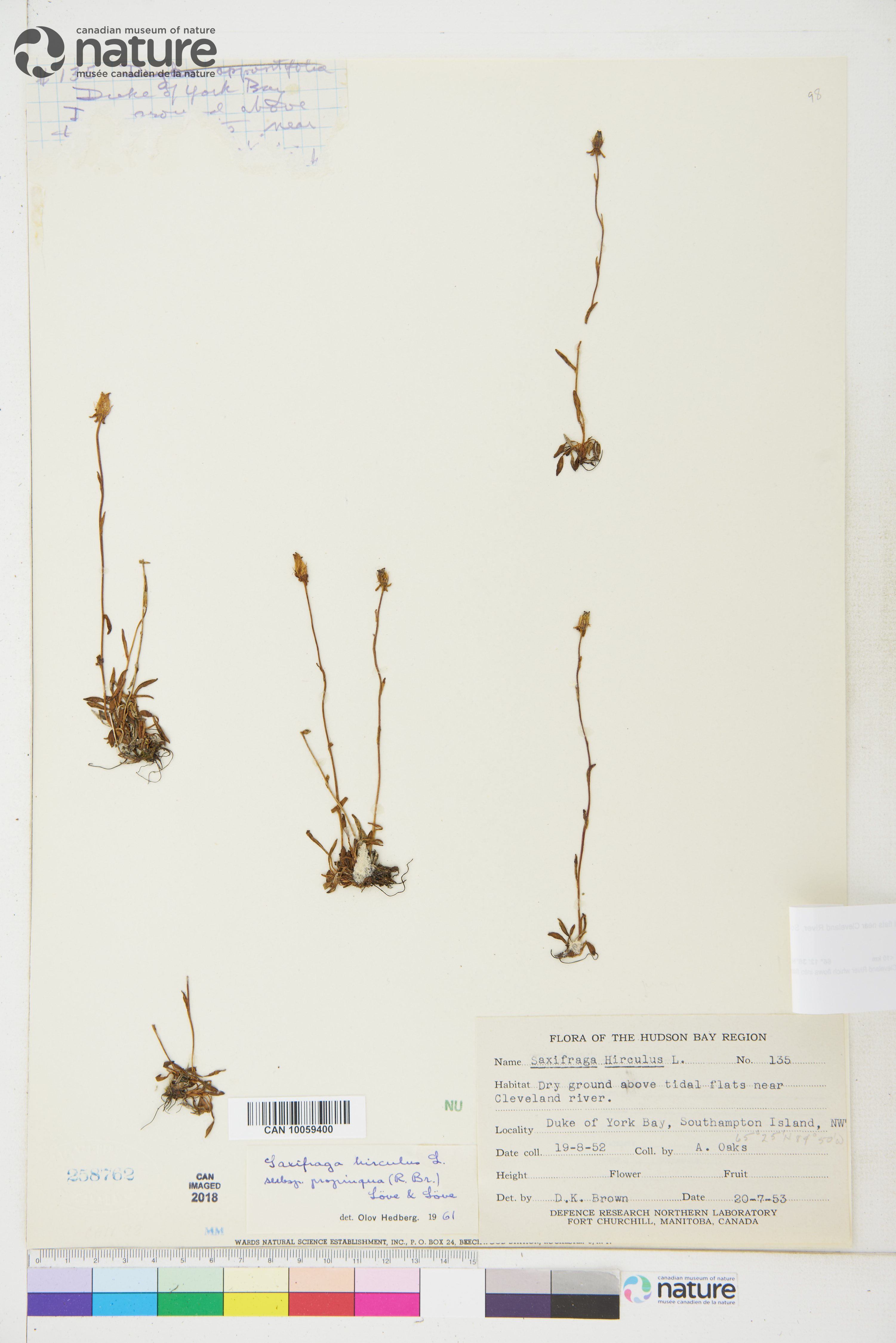 Saxifraga hirculus subsp. propinqua image