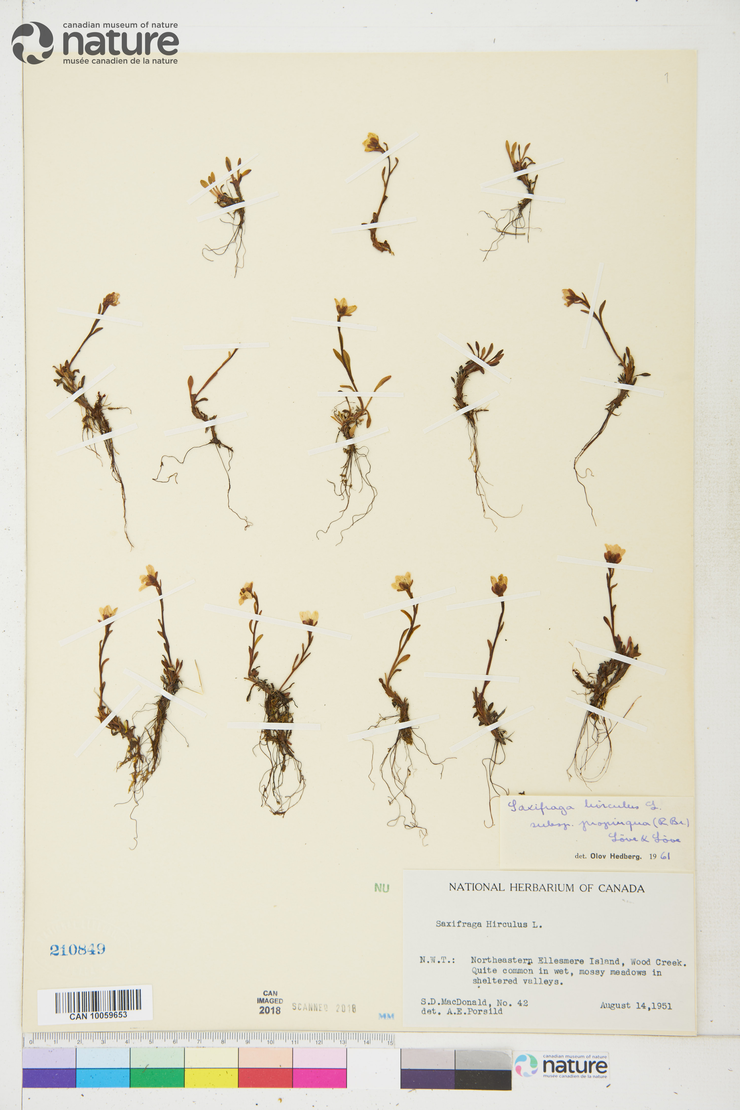 Saxifraga hirculus subsp. propinqua image