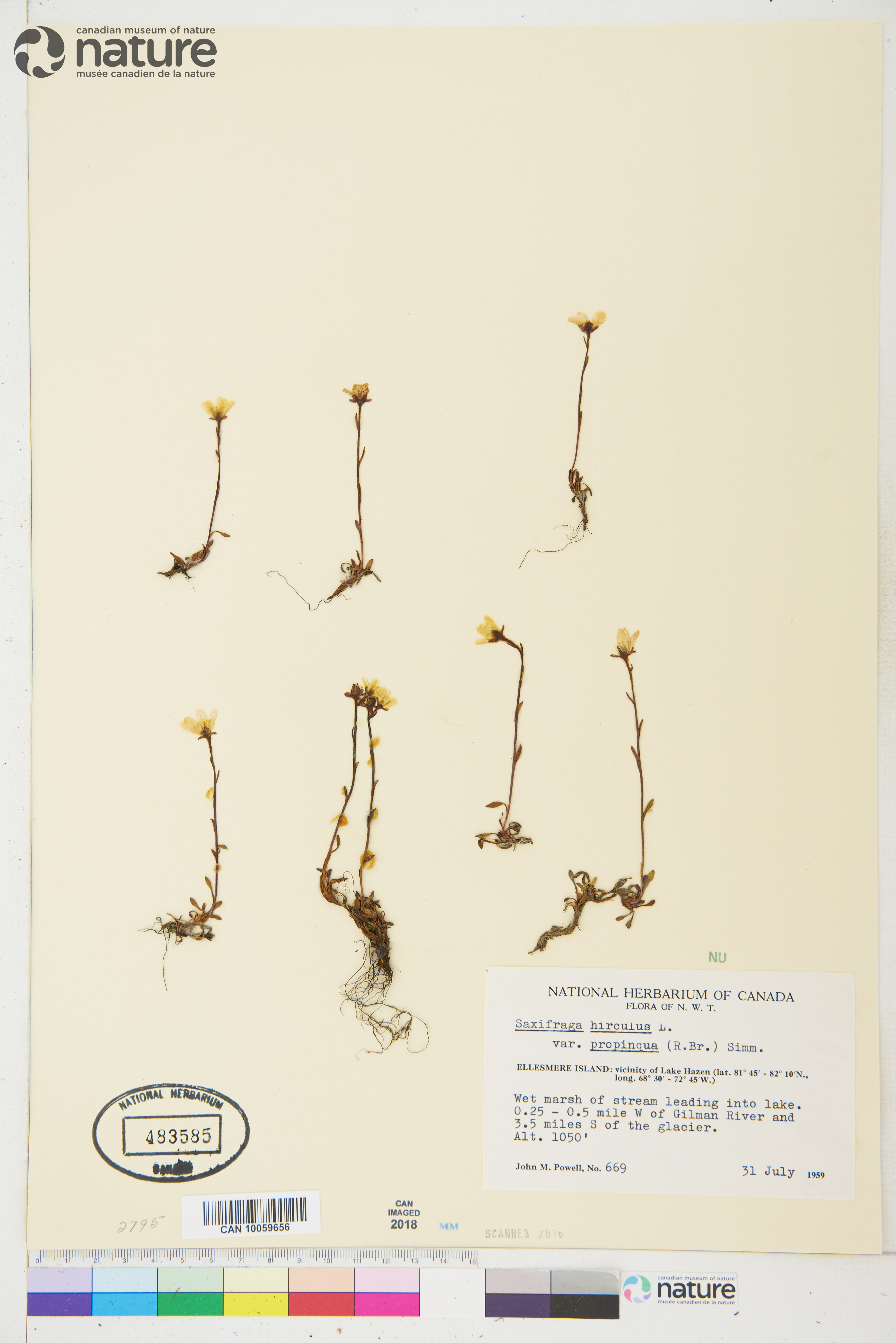 Saxifraga hirculus subsp. propinqua image