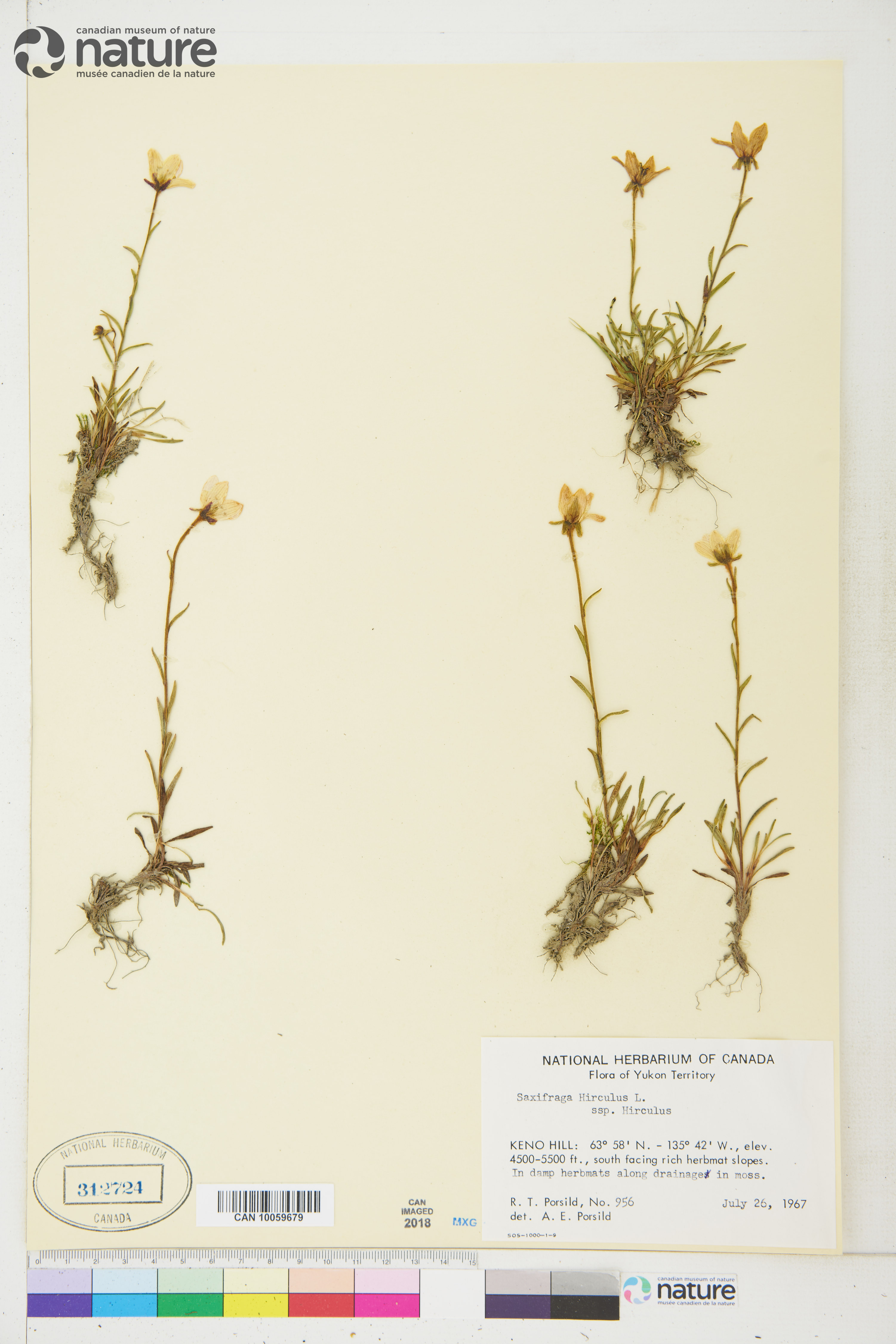 Saxifraga hirculus subsp. hirculus image
