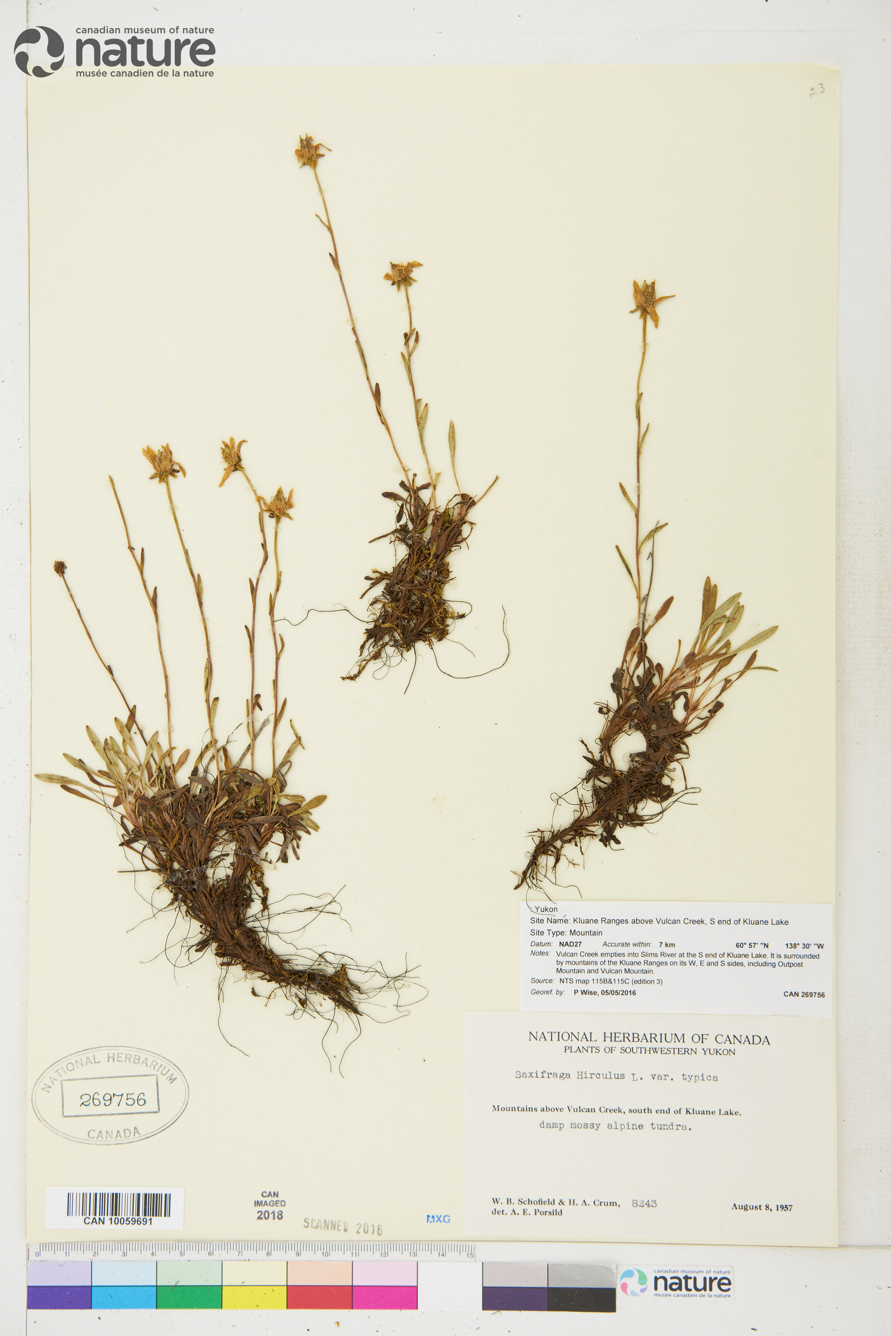Saxifraga hirculus image