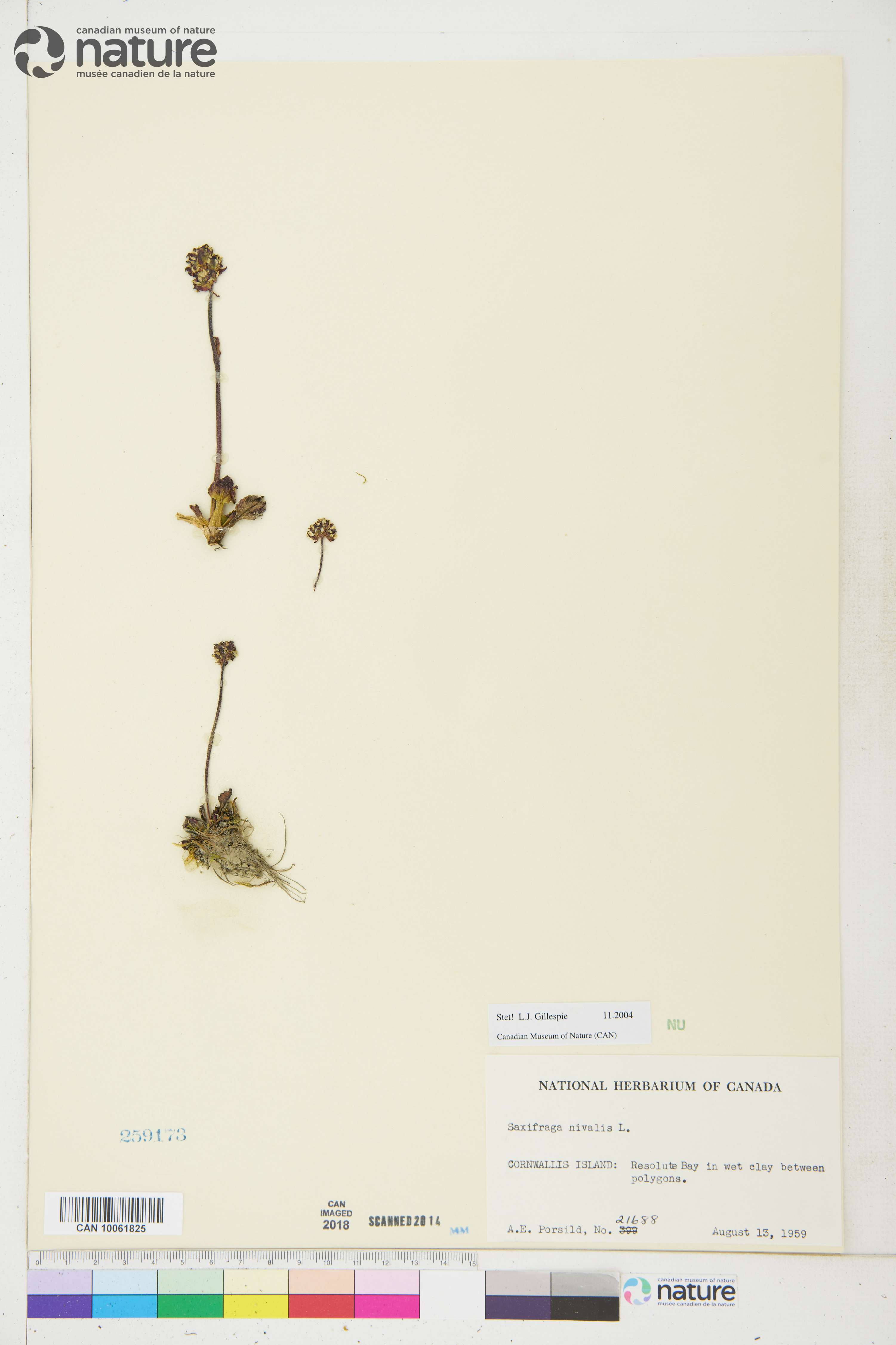 Micranthes nivalis image