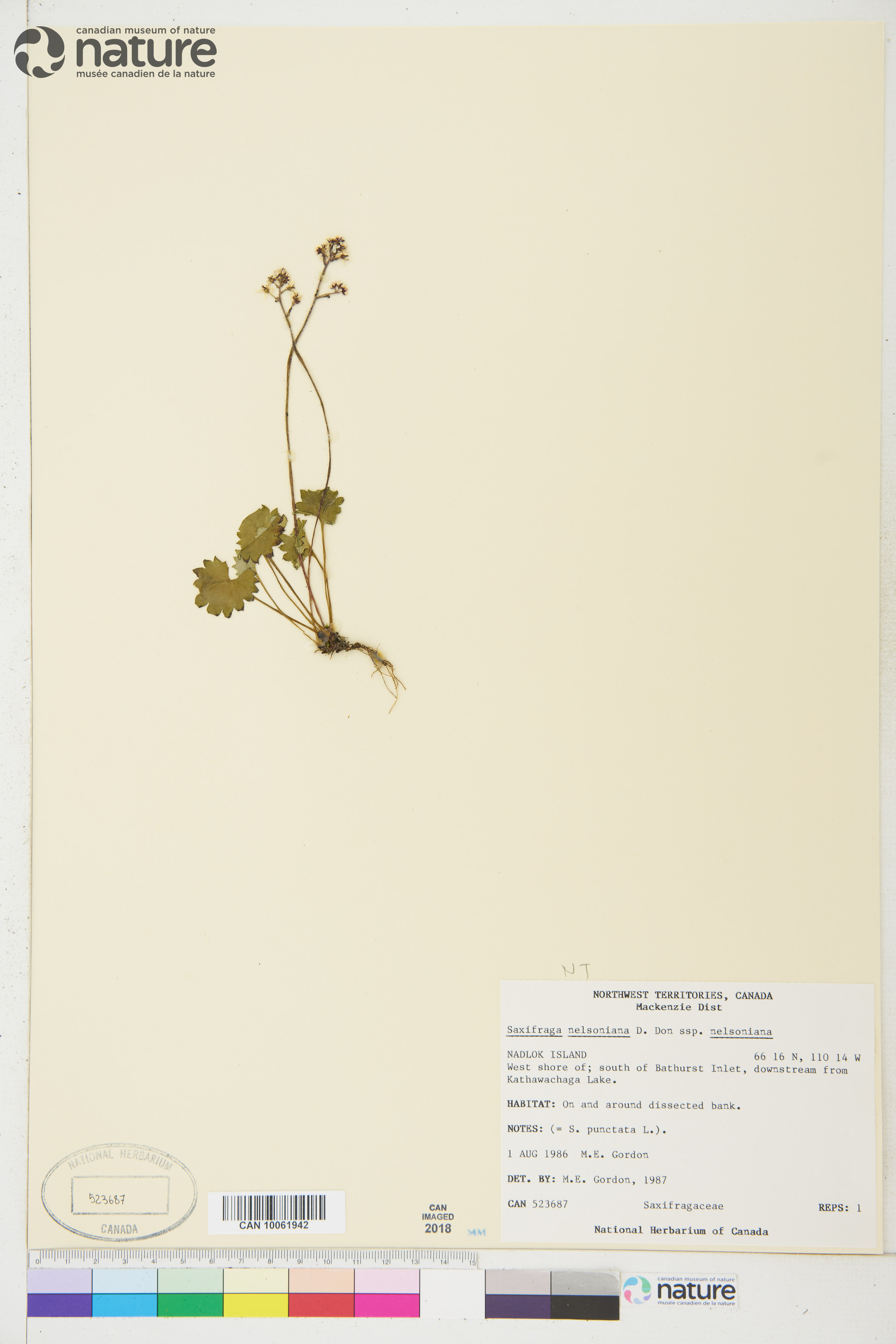 Micranthes nelsoniana subsp. nelsoniana image