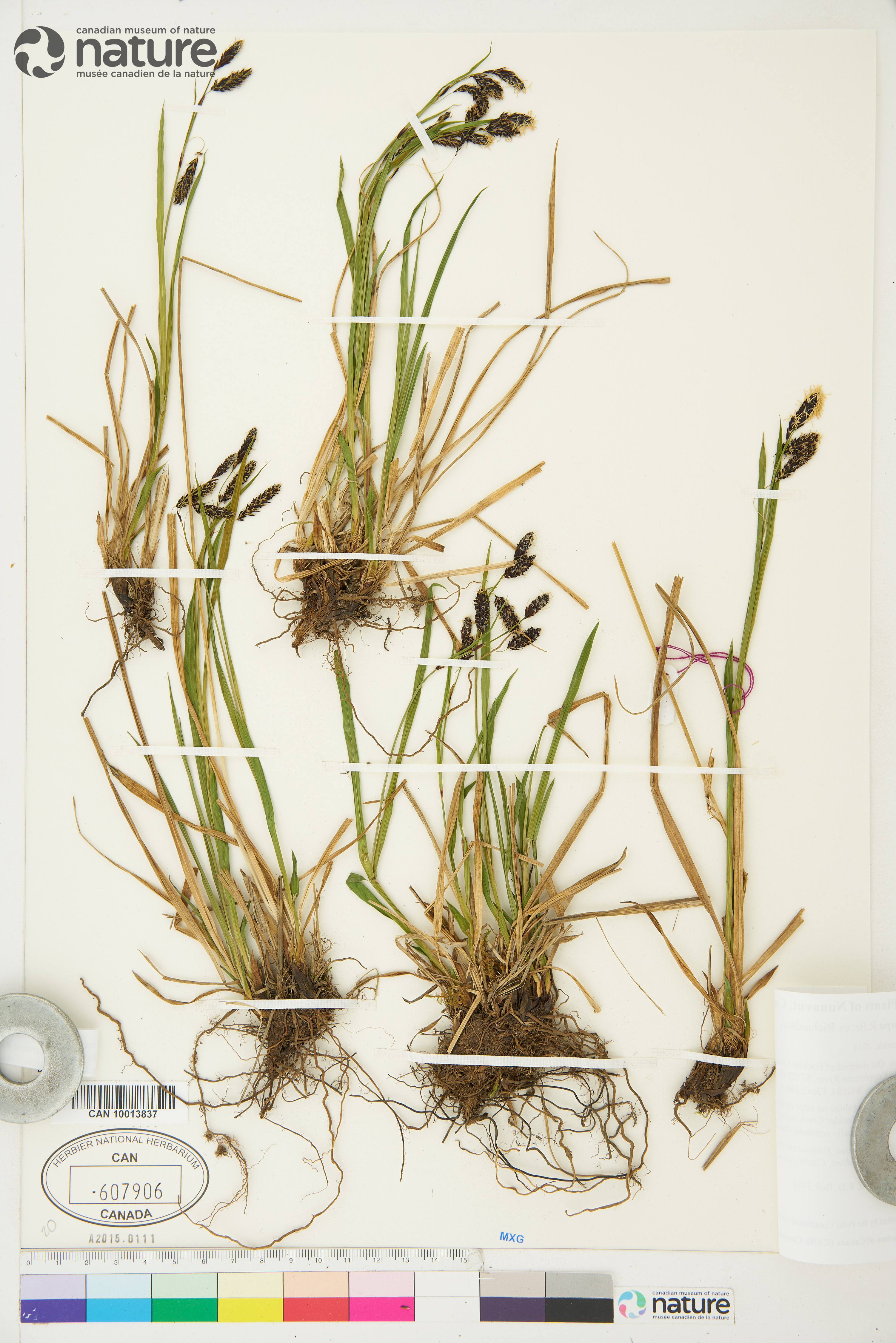 Carex podocarpa image