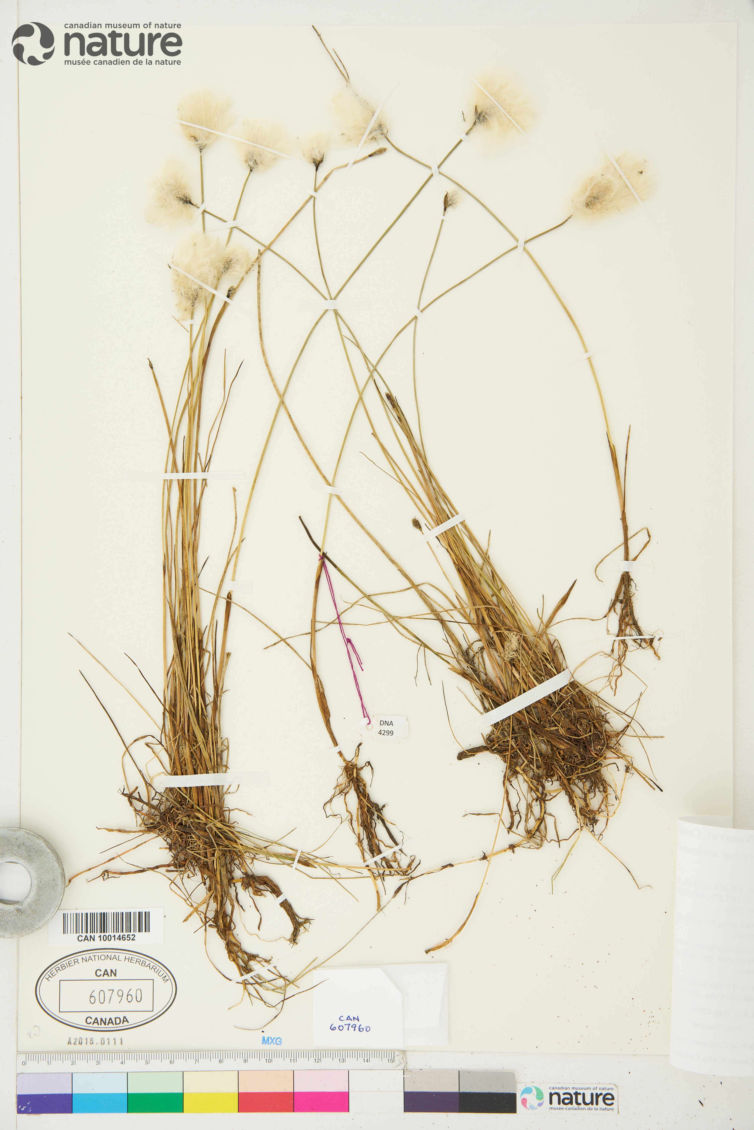 Eriophorum scheuchzeri subsp. arcticum image