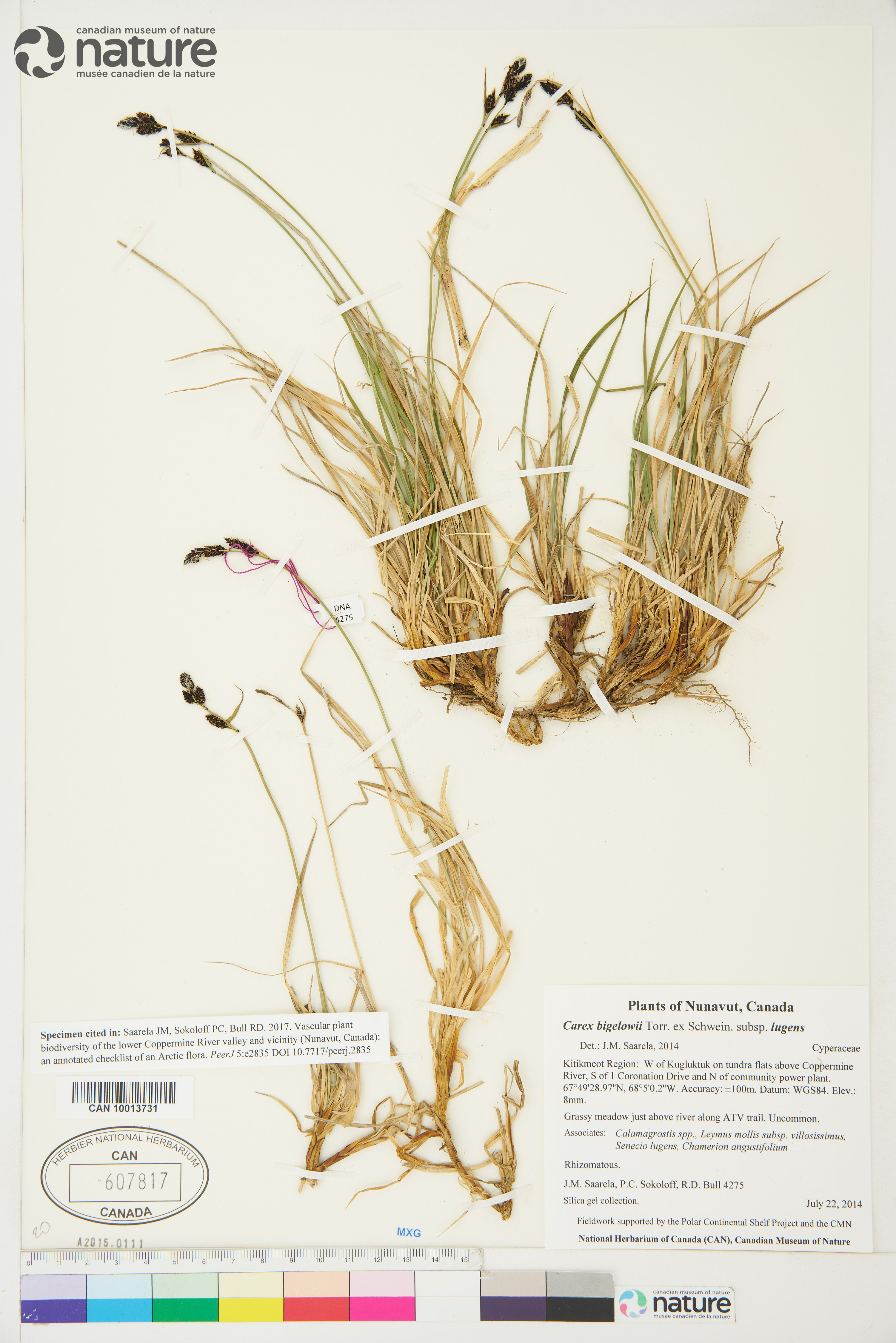 Carex bigelowii subsp. lugens image