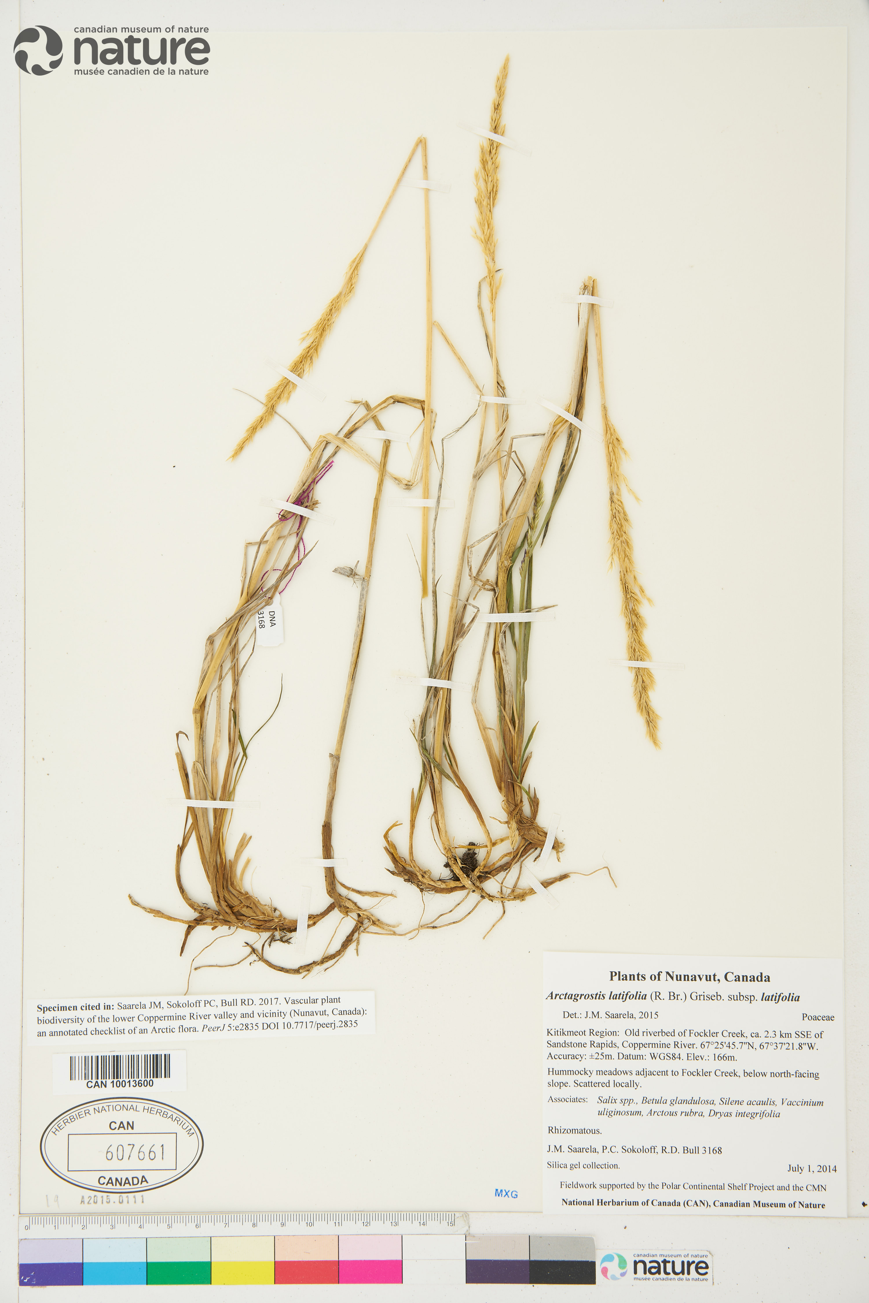 Arctagrostis latifolia subsp. latifolia image