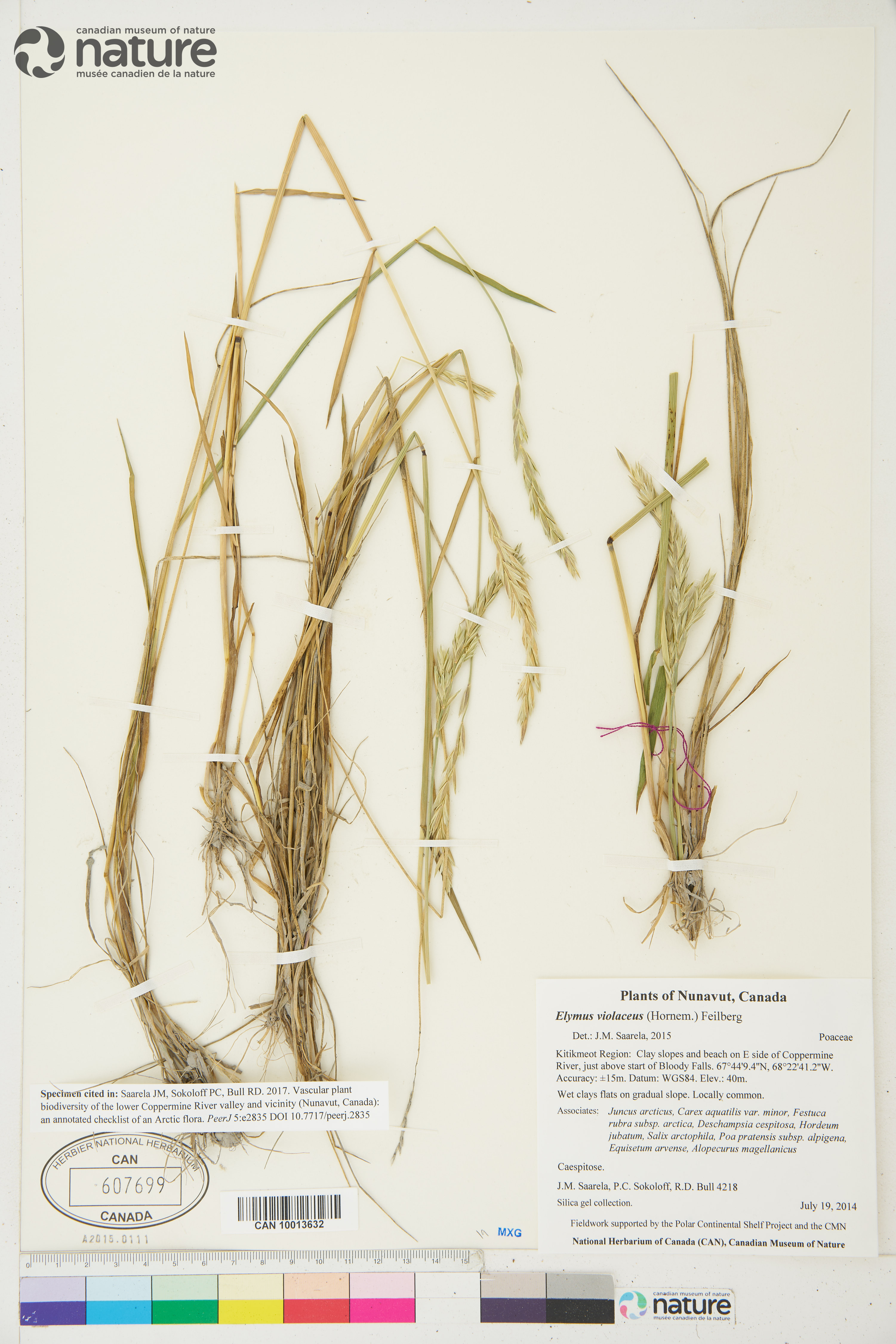 Elymus violaceus image