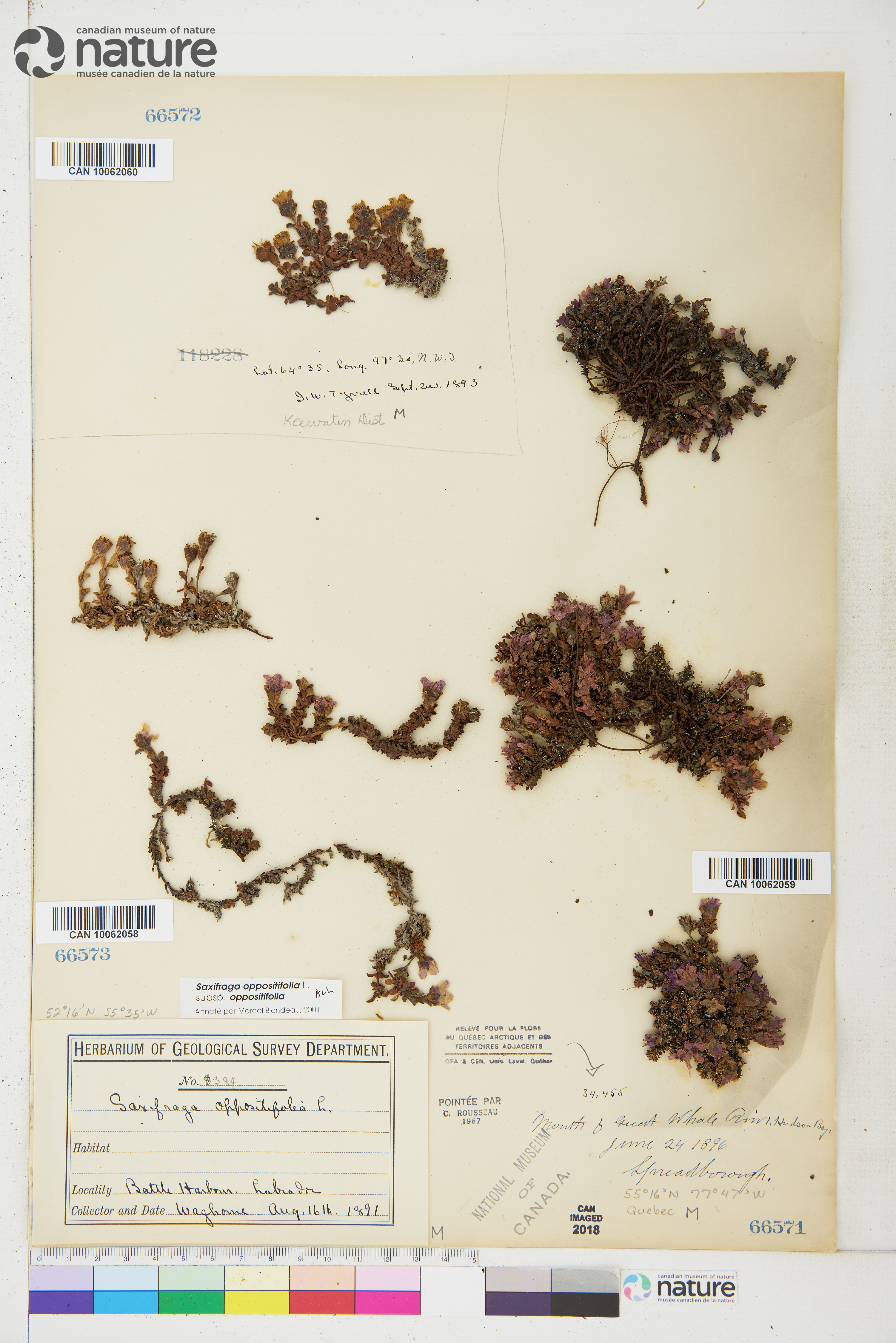 Saxifraga oppositifolia subsp. oppositifolia image