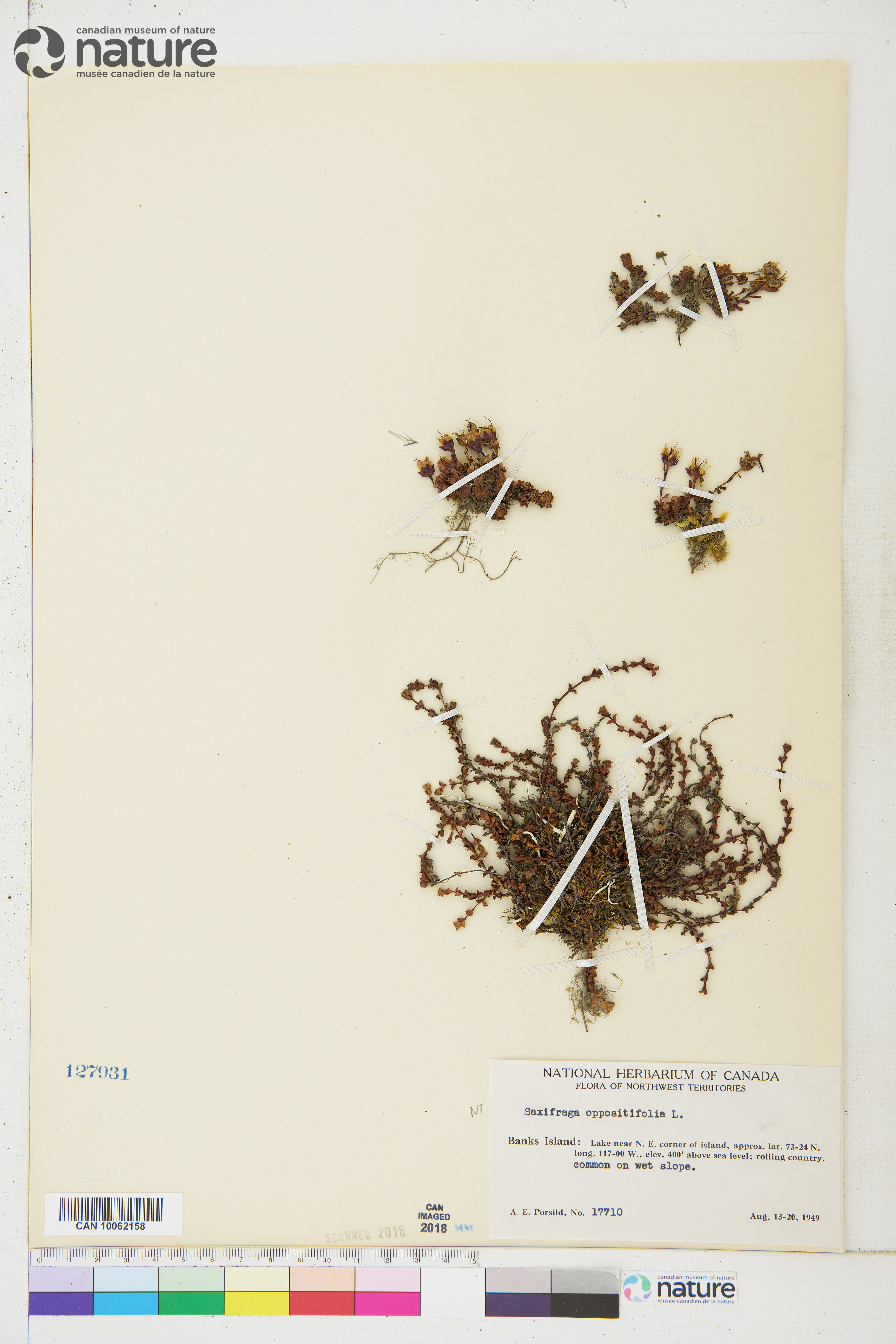 Saxifraga oppositifolia image