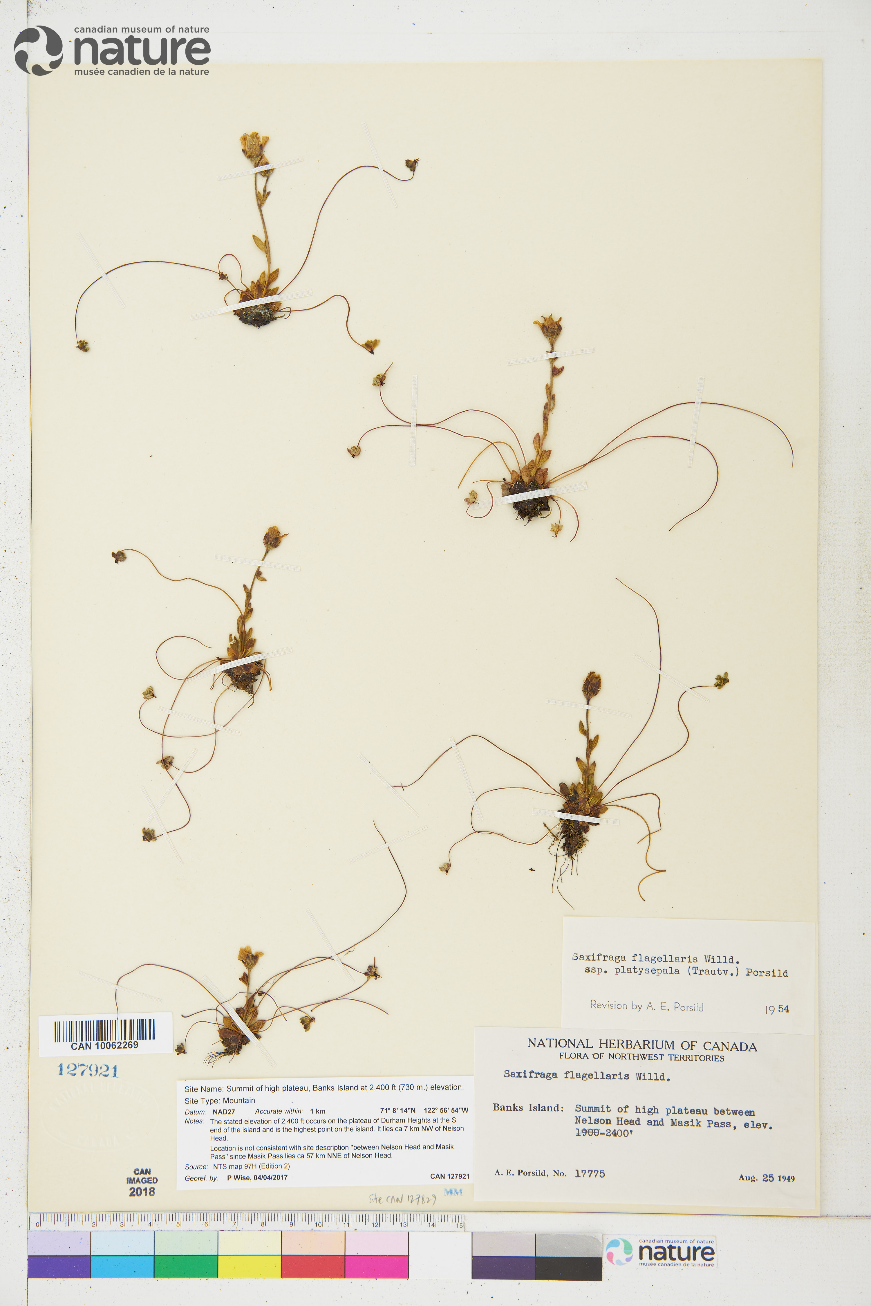 Saxifraga flagellaris subsp. platysepala image