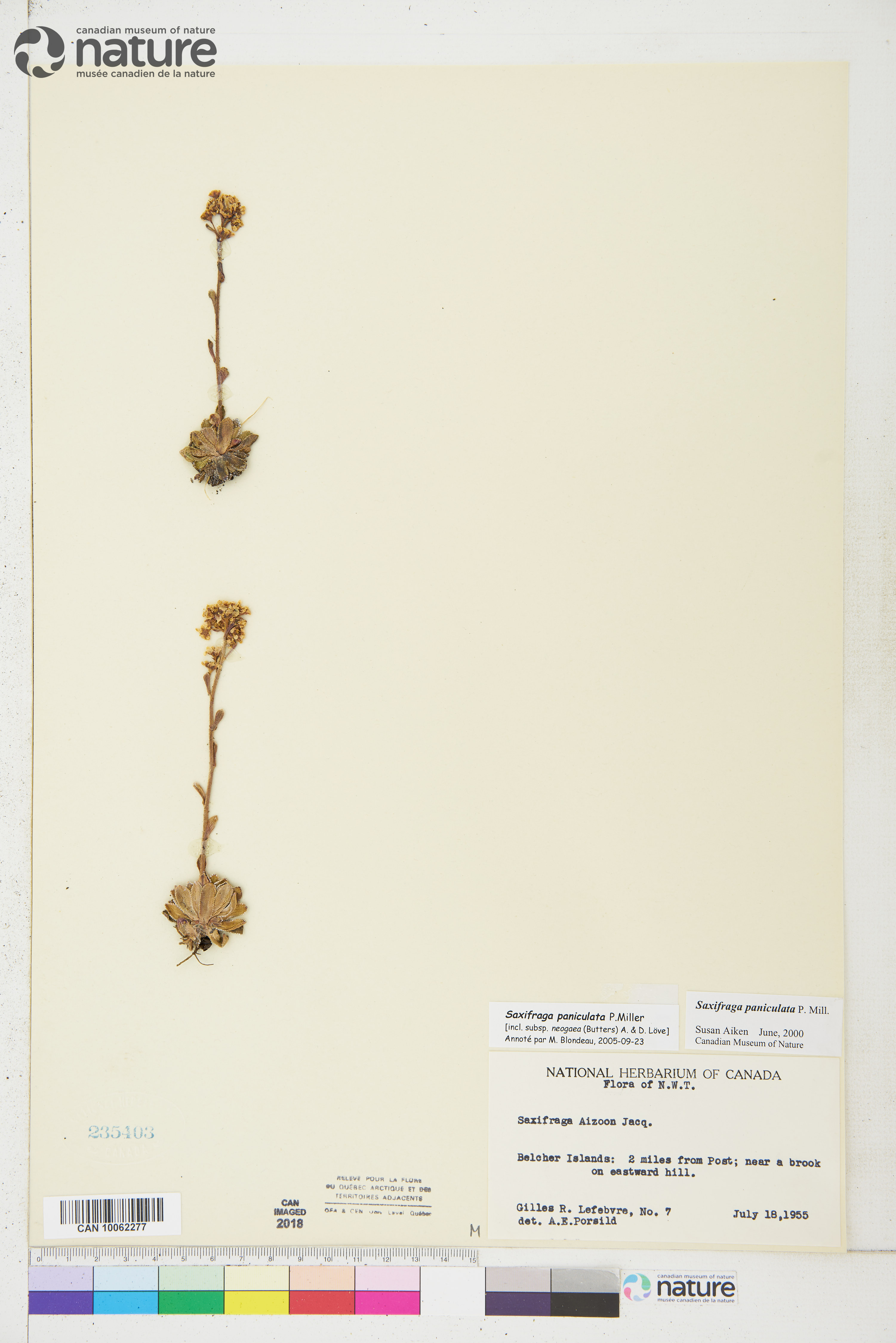 Saxifraga paniculata image