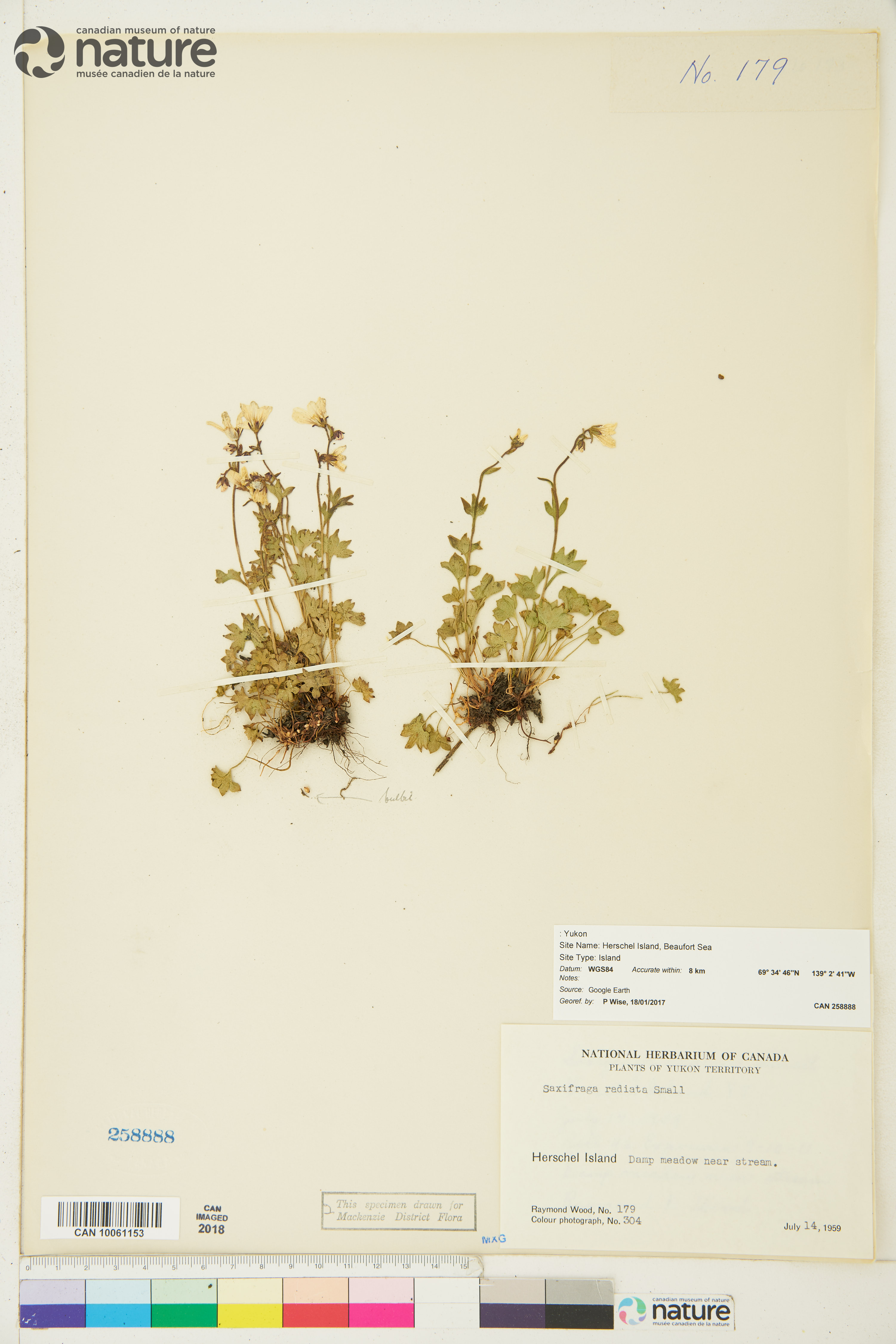 Saxifraga radiata image