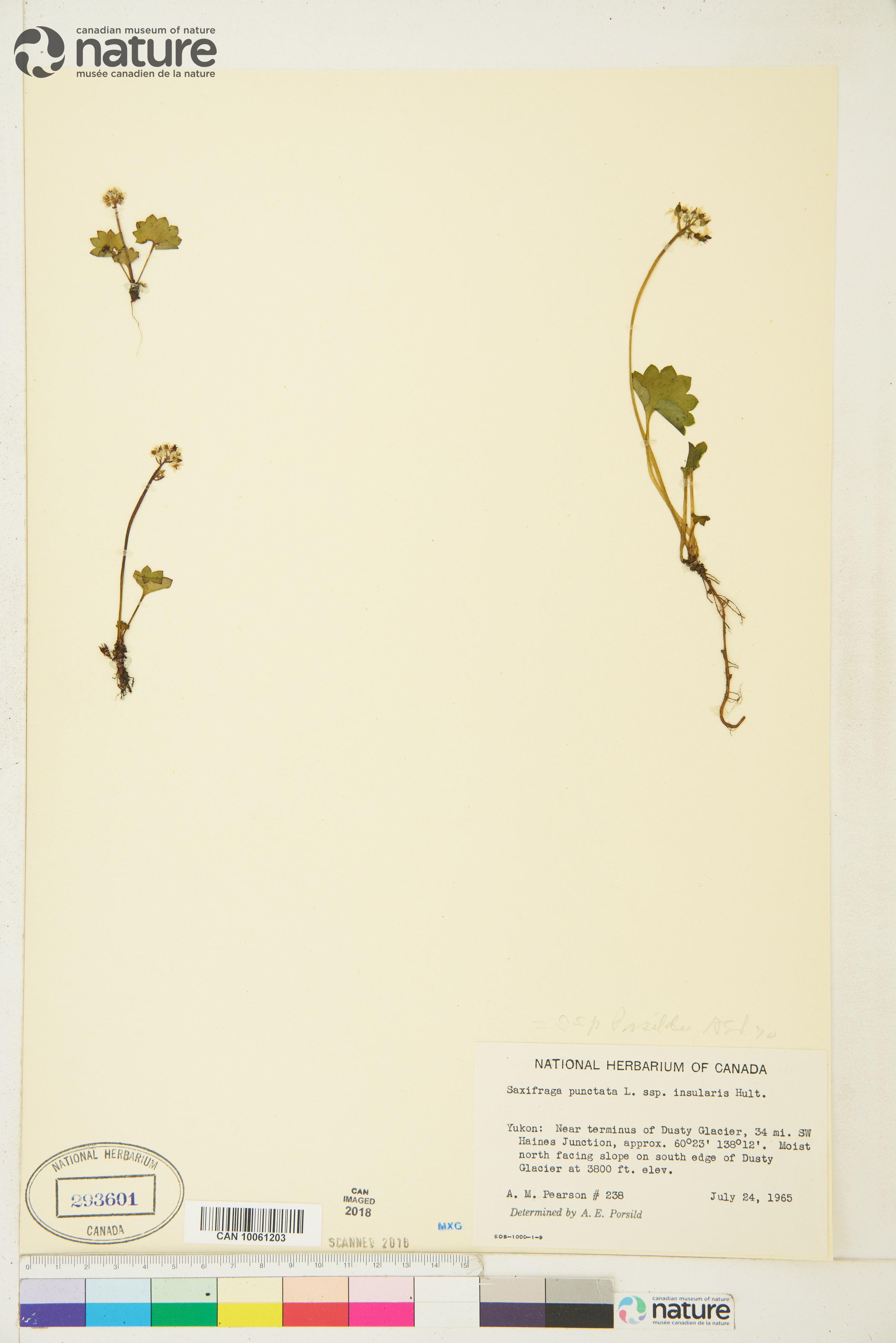 Micranthes porsildiana image