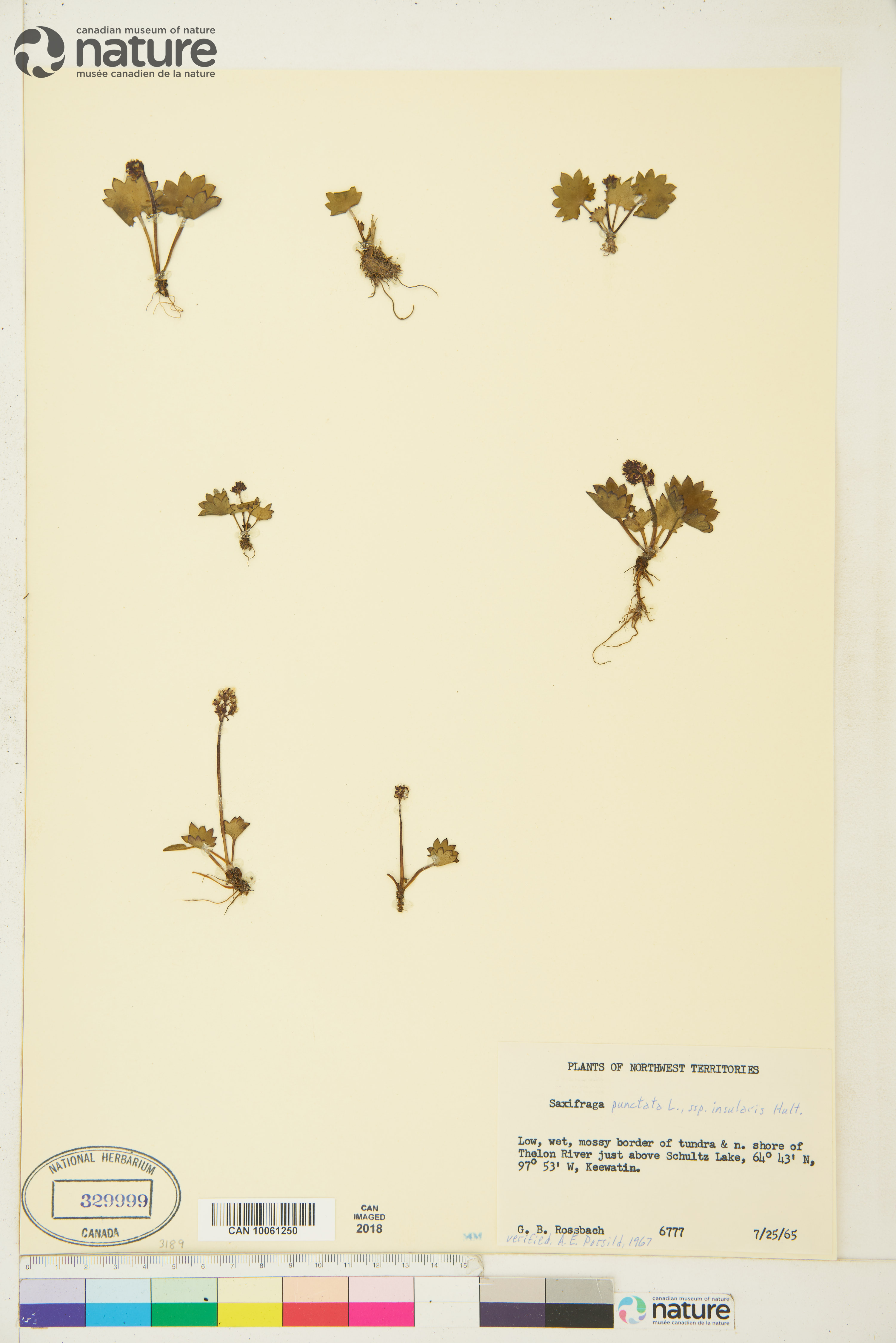Micranthes porsildiana image