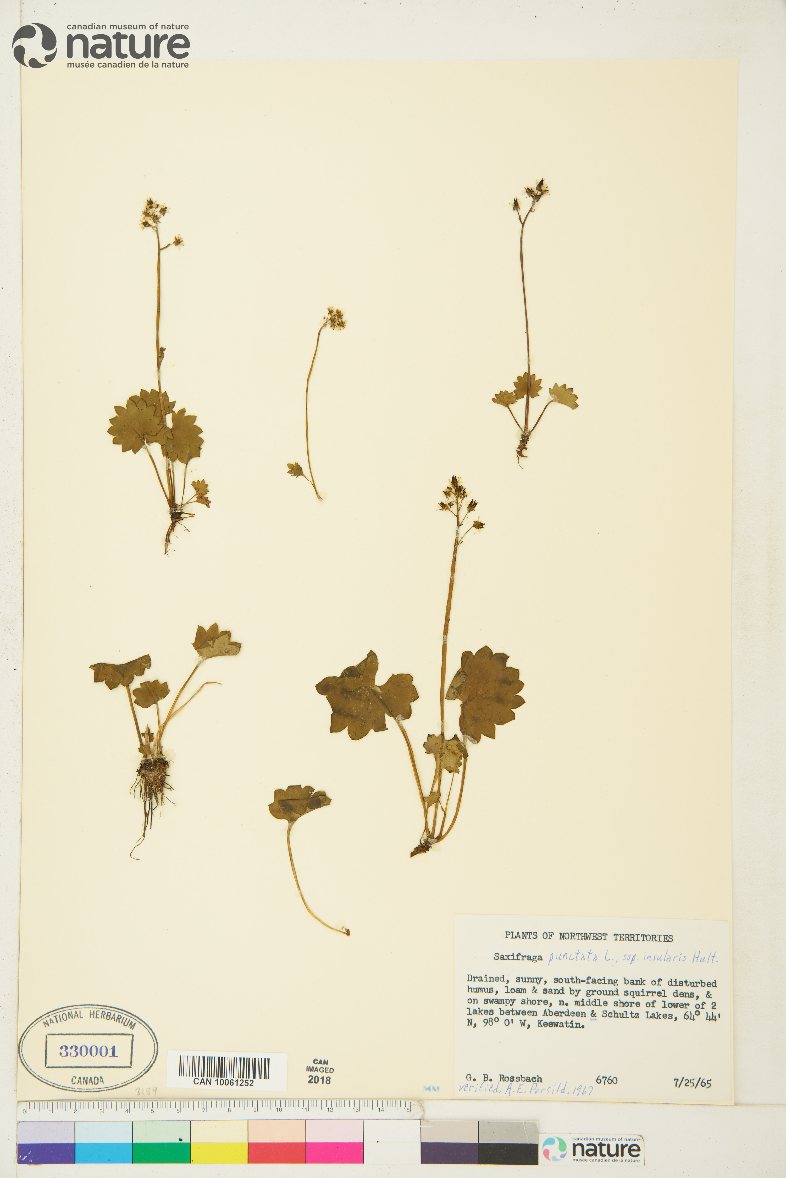 Micranthes porsildiana image