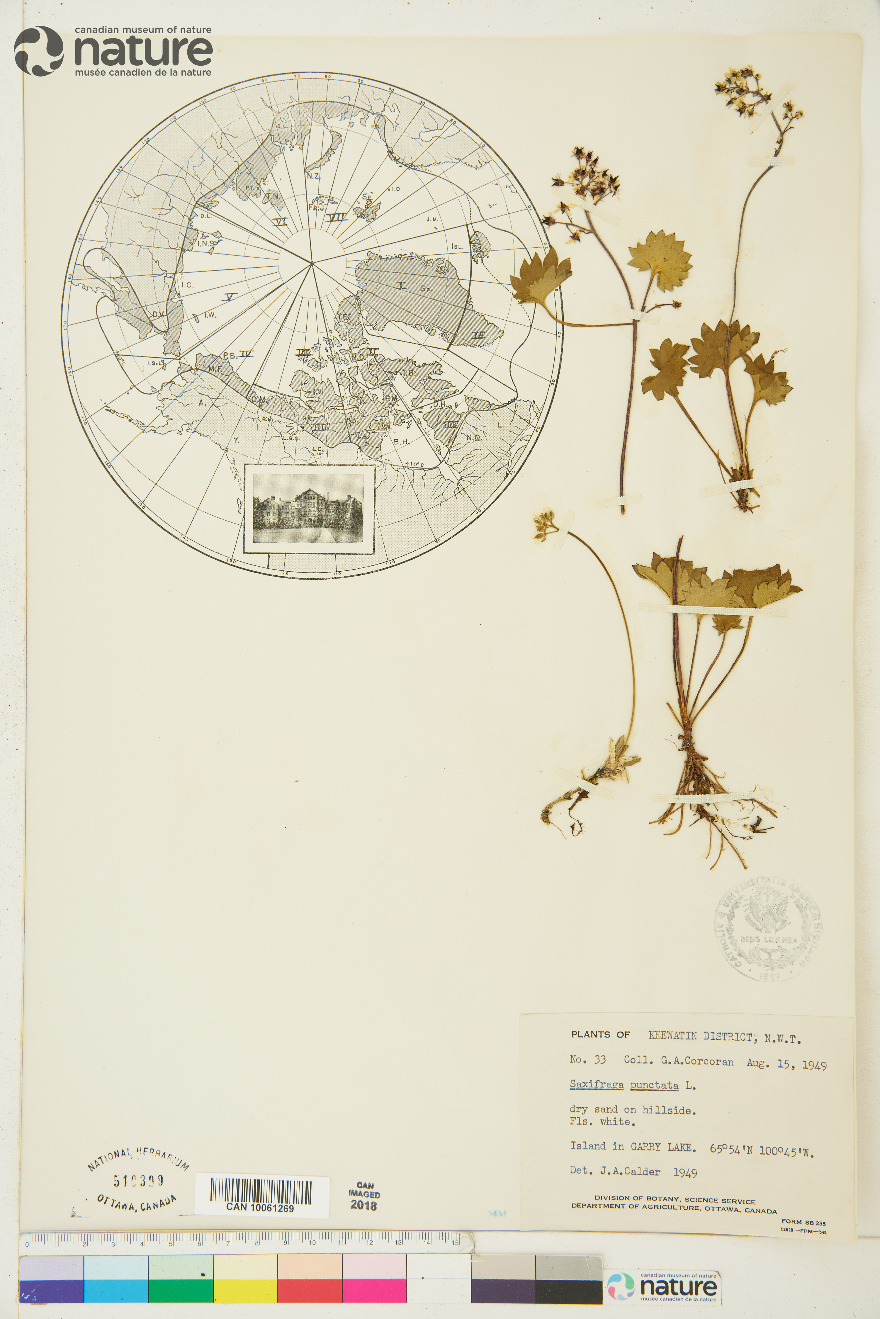 Micranthes nelsoniana image