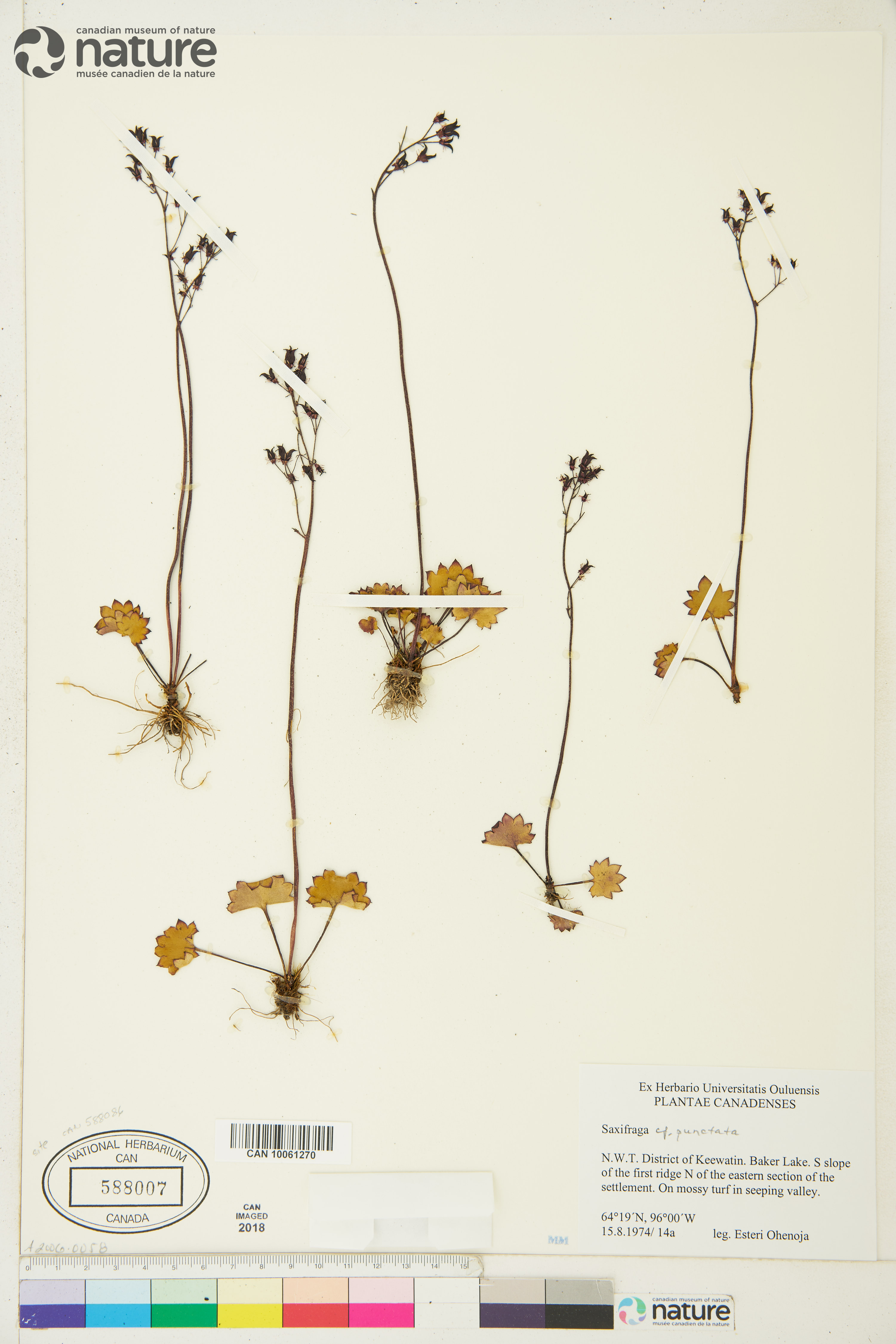 Micranthes nelsoniana image