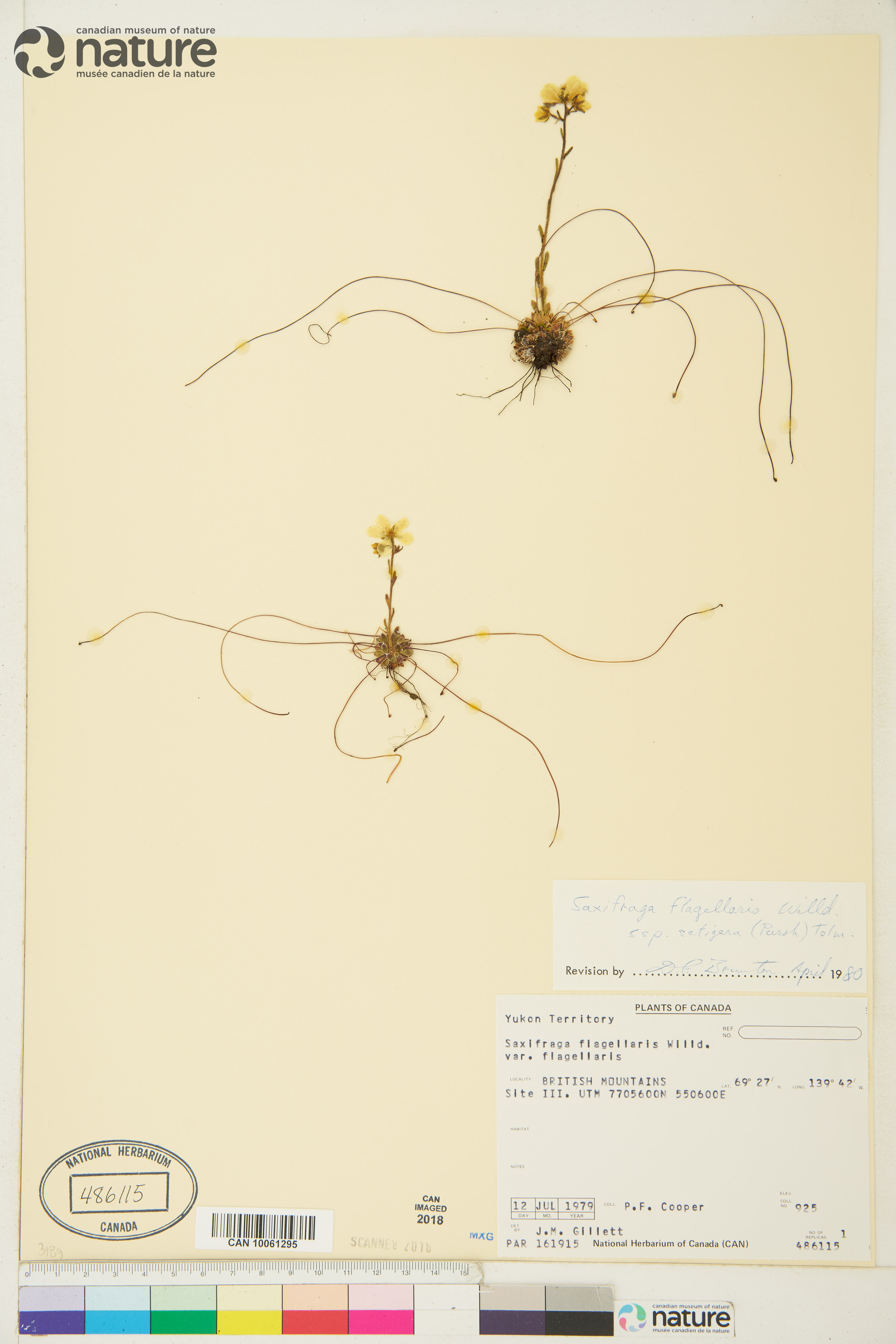 Saxifraga flagellaris subsp. setigera image