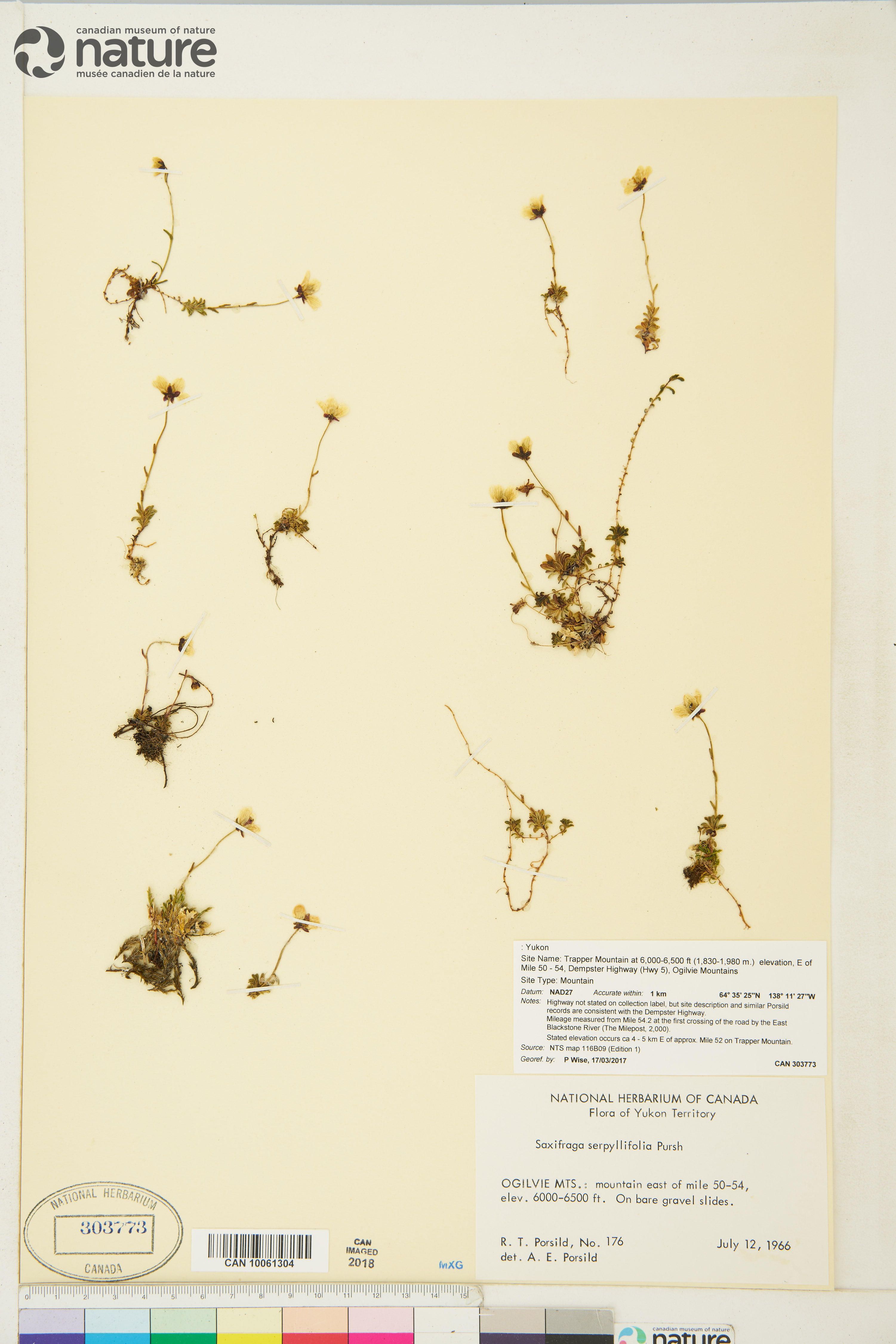 Saxifraga serpyllifolia image