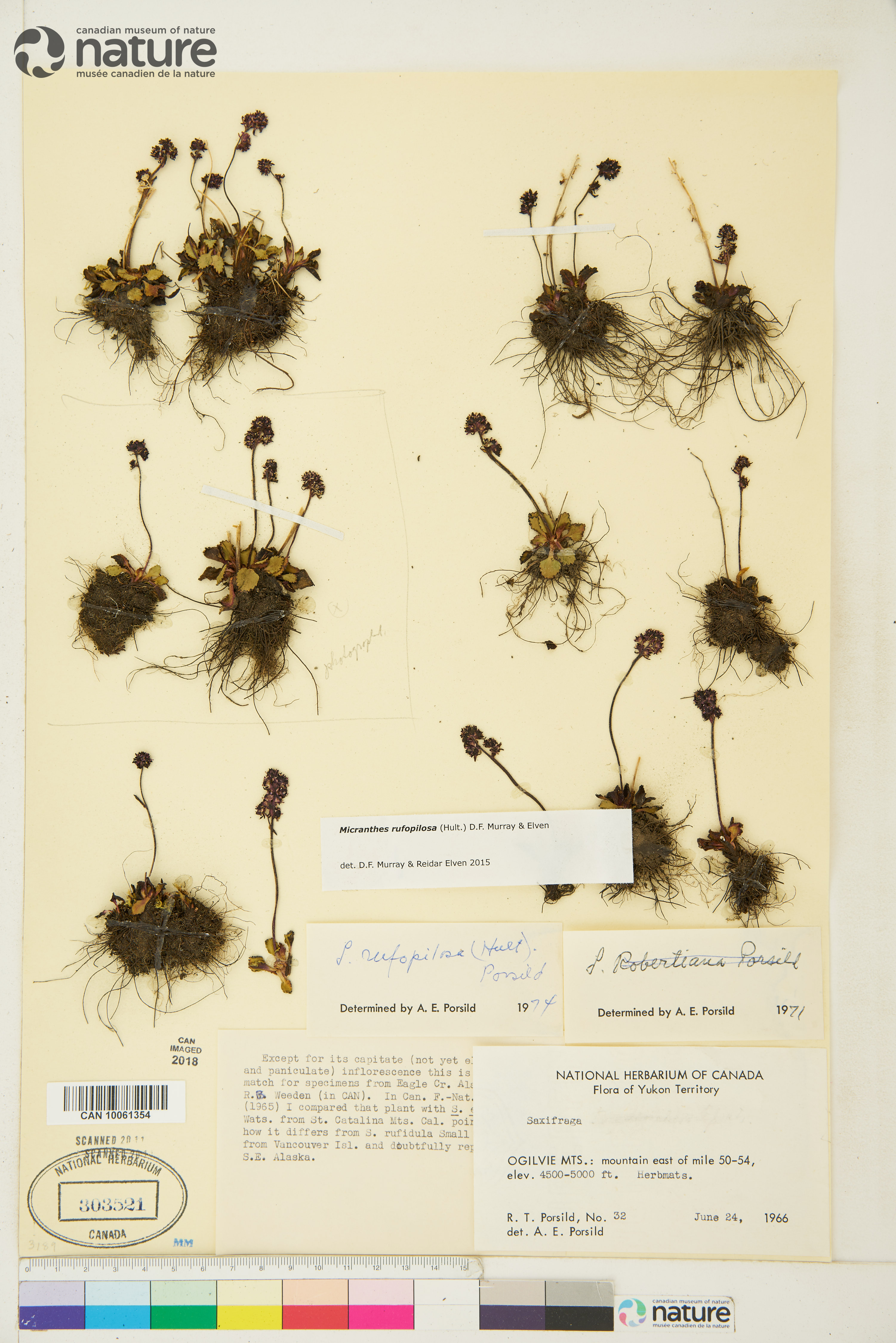 Micranthes rufopilosa image