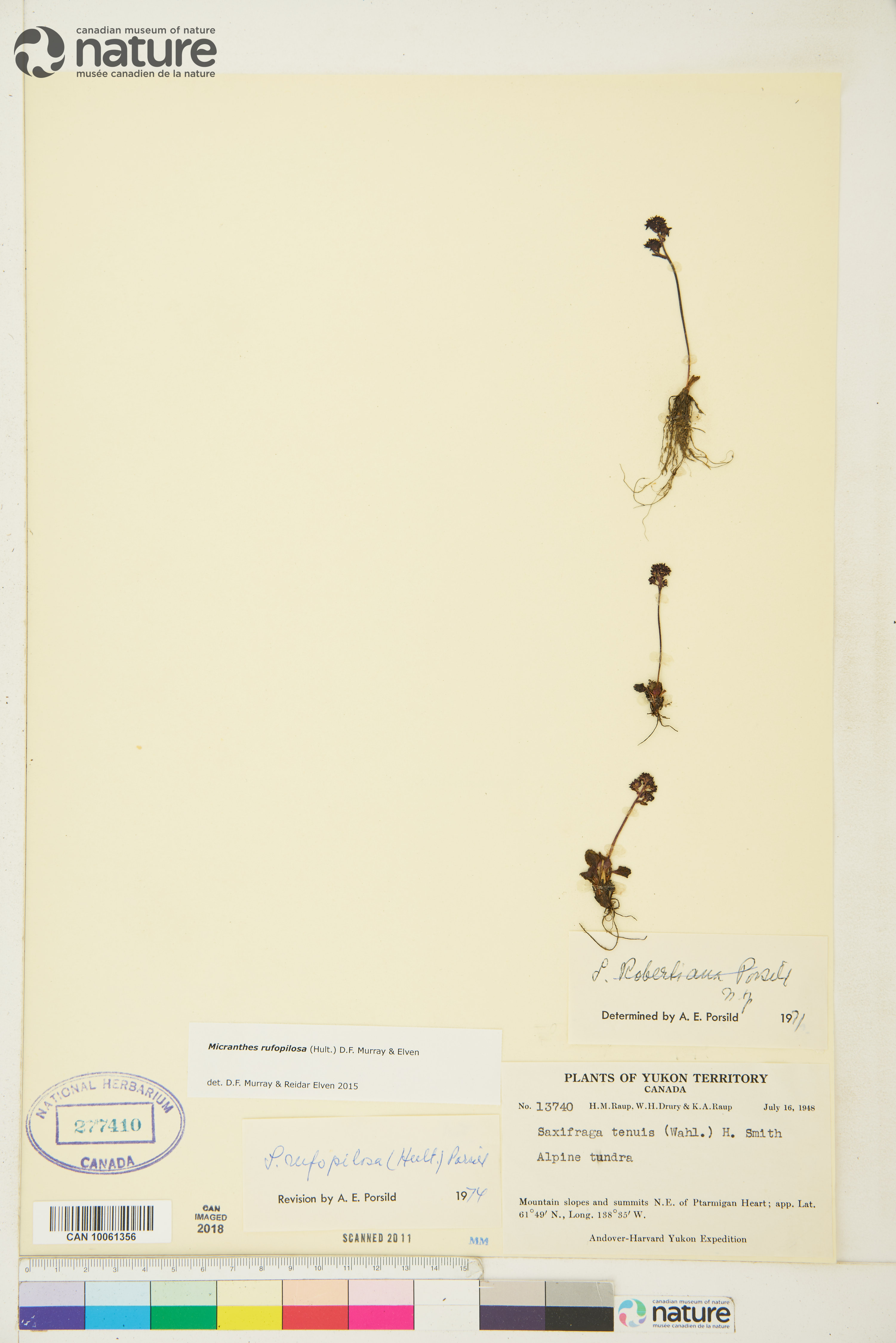 Micranthes rufopilosa image