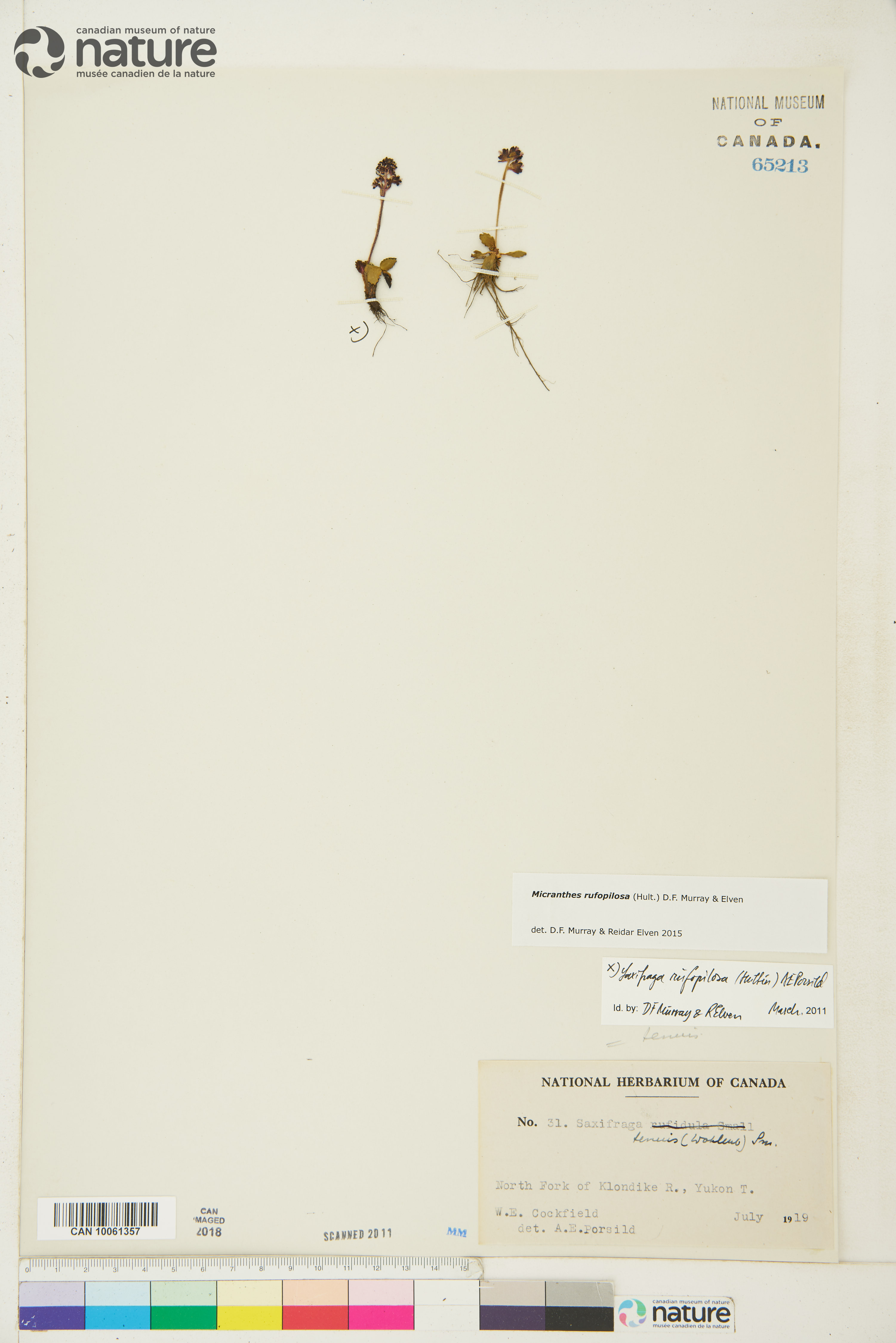 Micranthes rufopilosa image