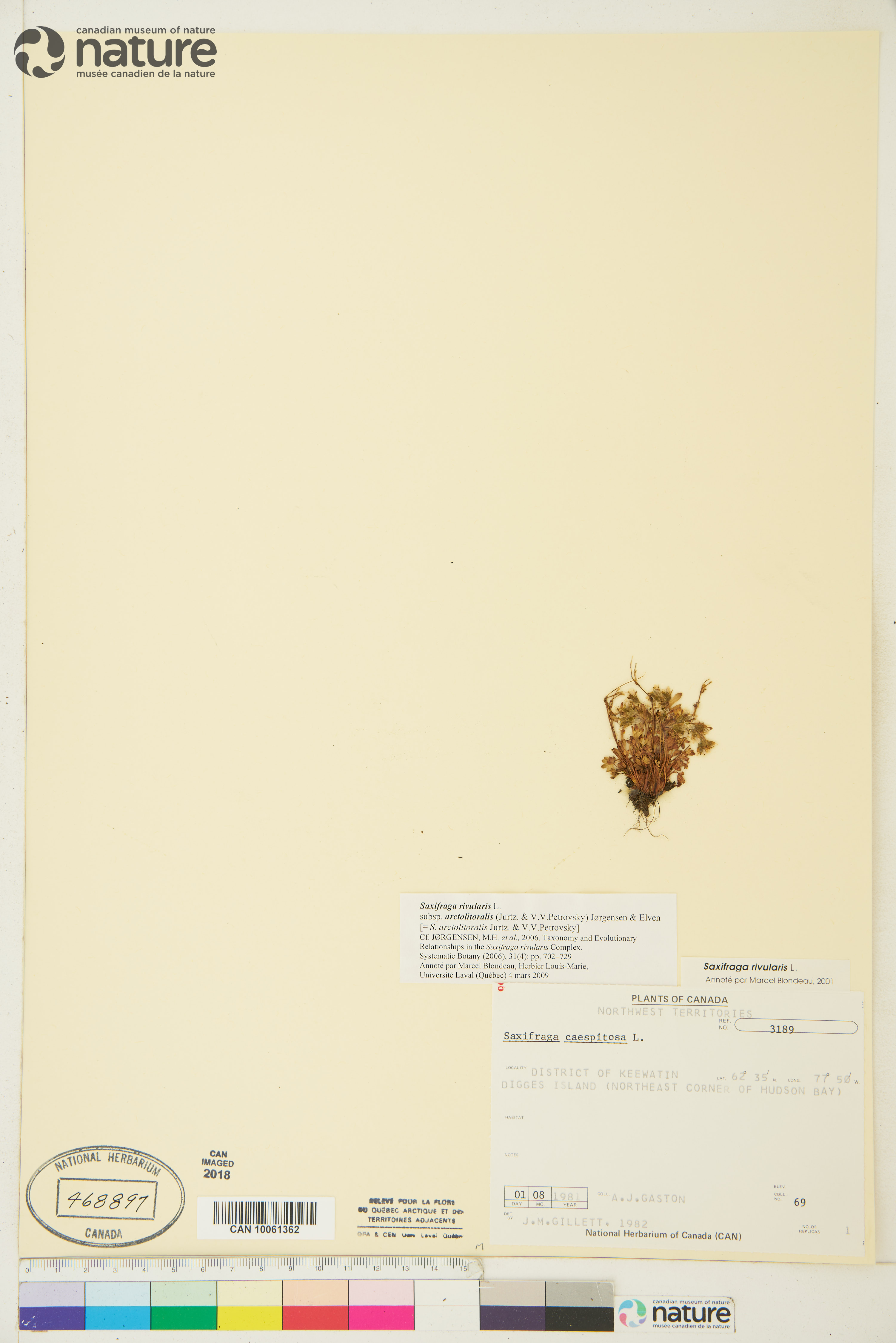 Saxifraga rivularis subsp. arctolitoralis image