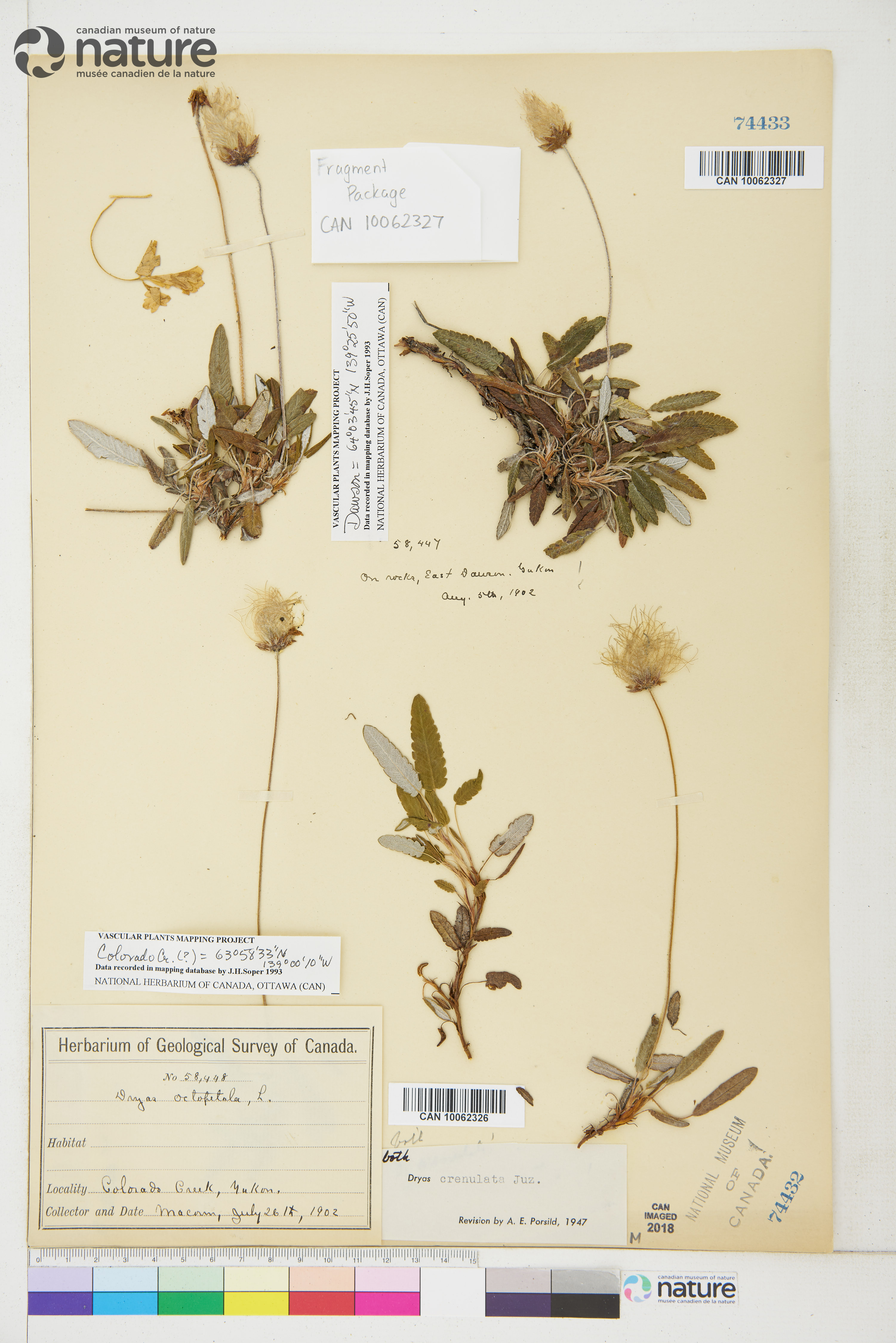 Dryas incisa image