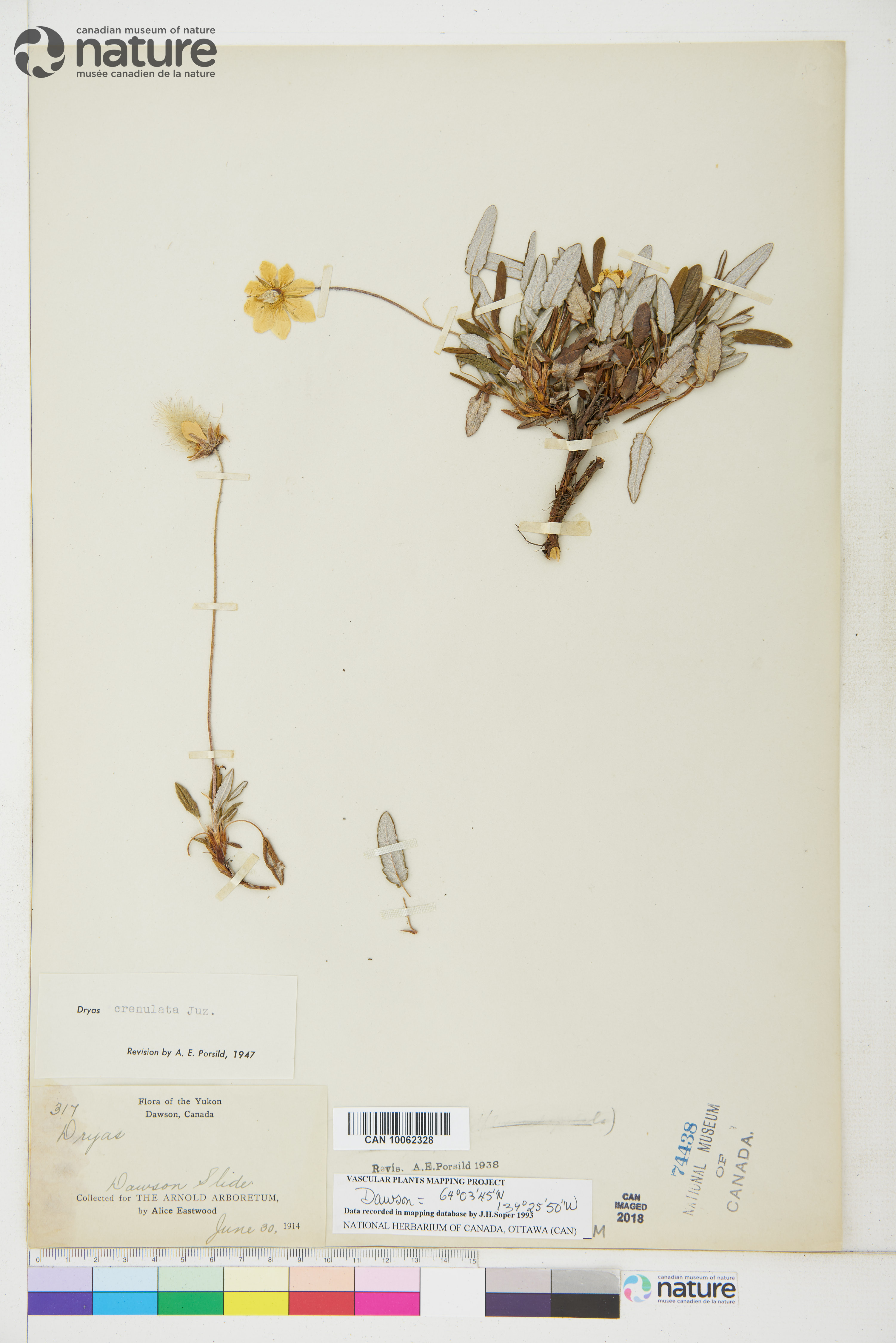 Dryas incisa image