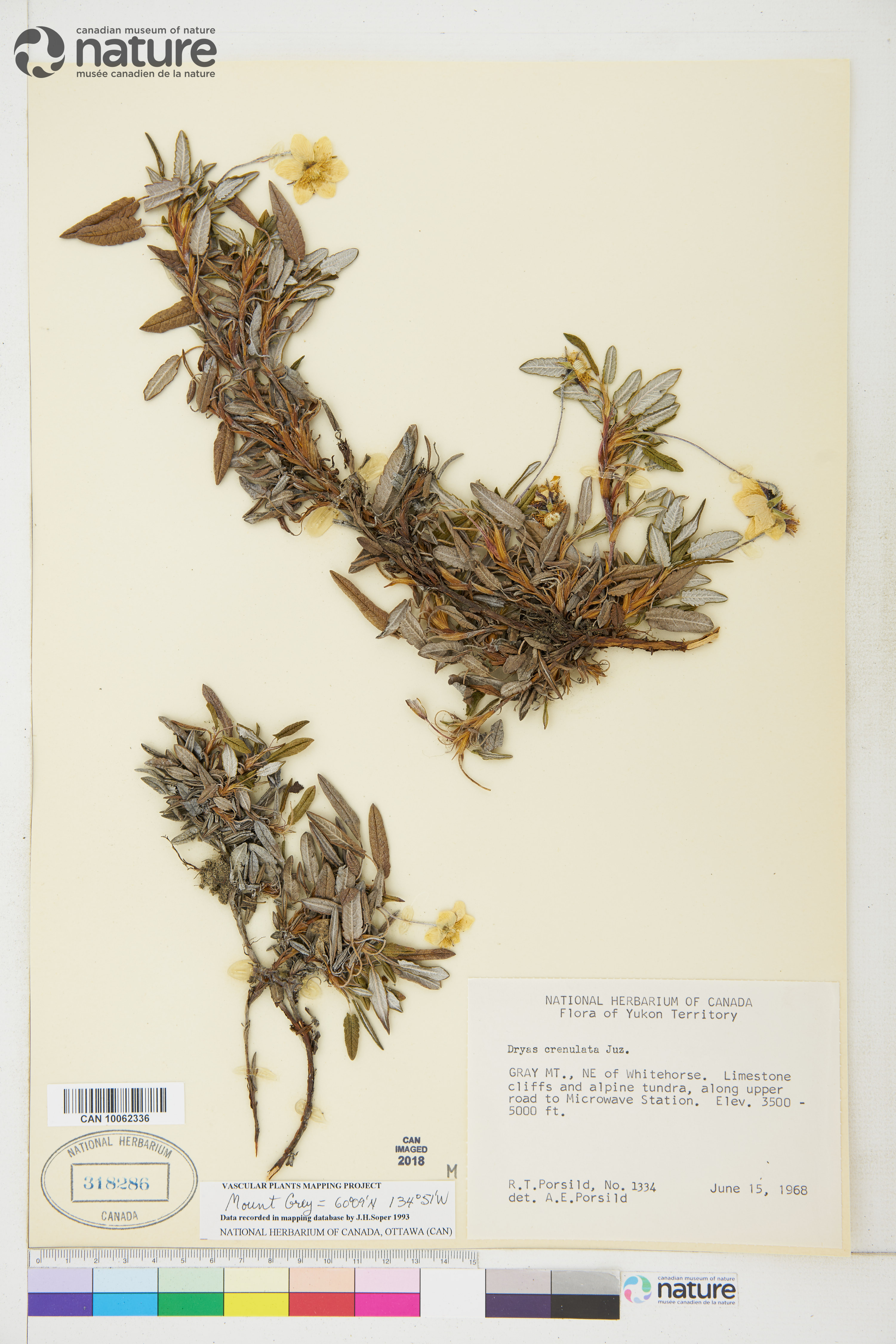 Dryas incisa image