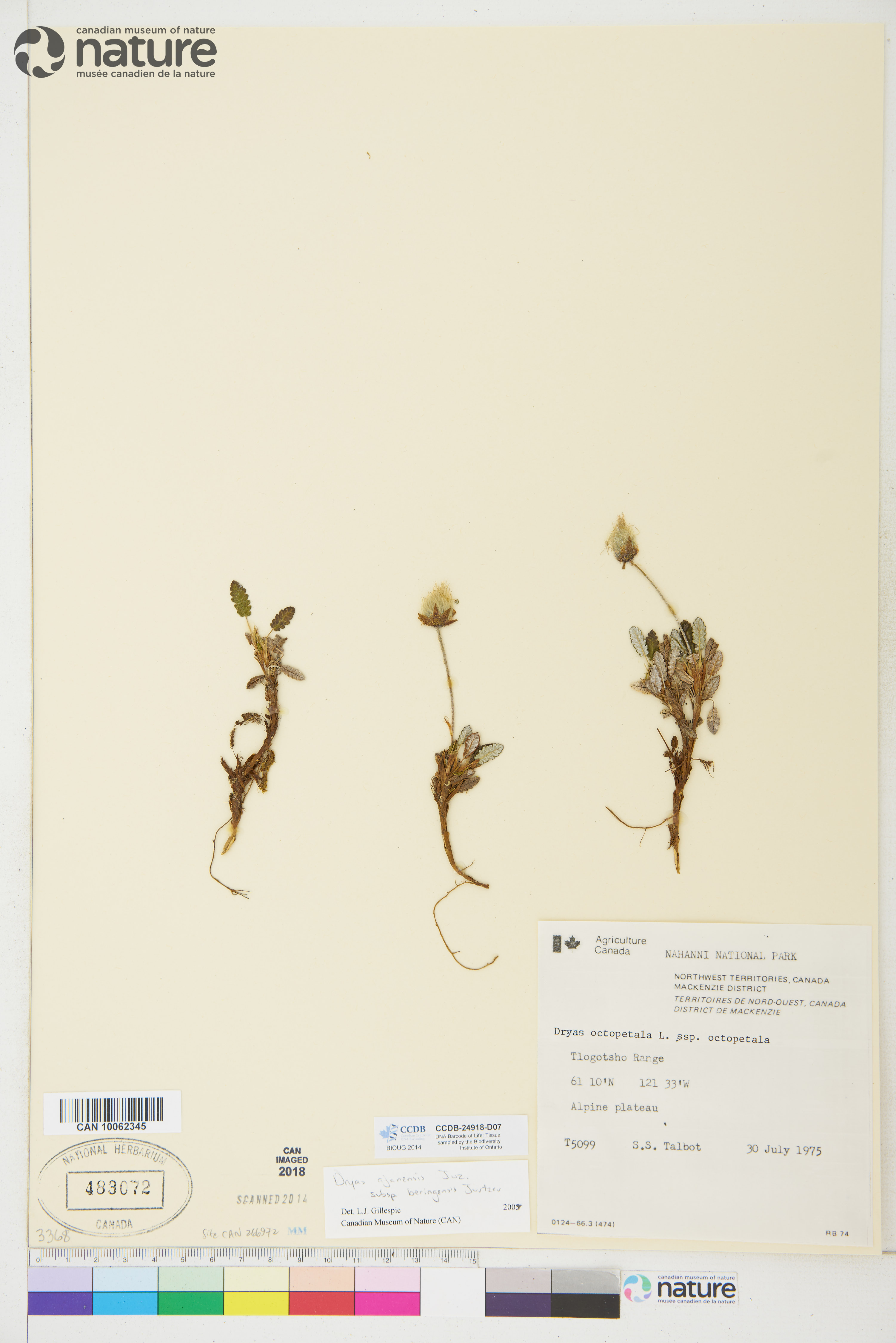 Dryas ajanensis image