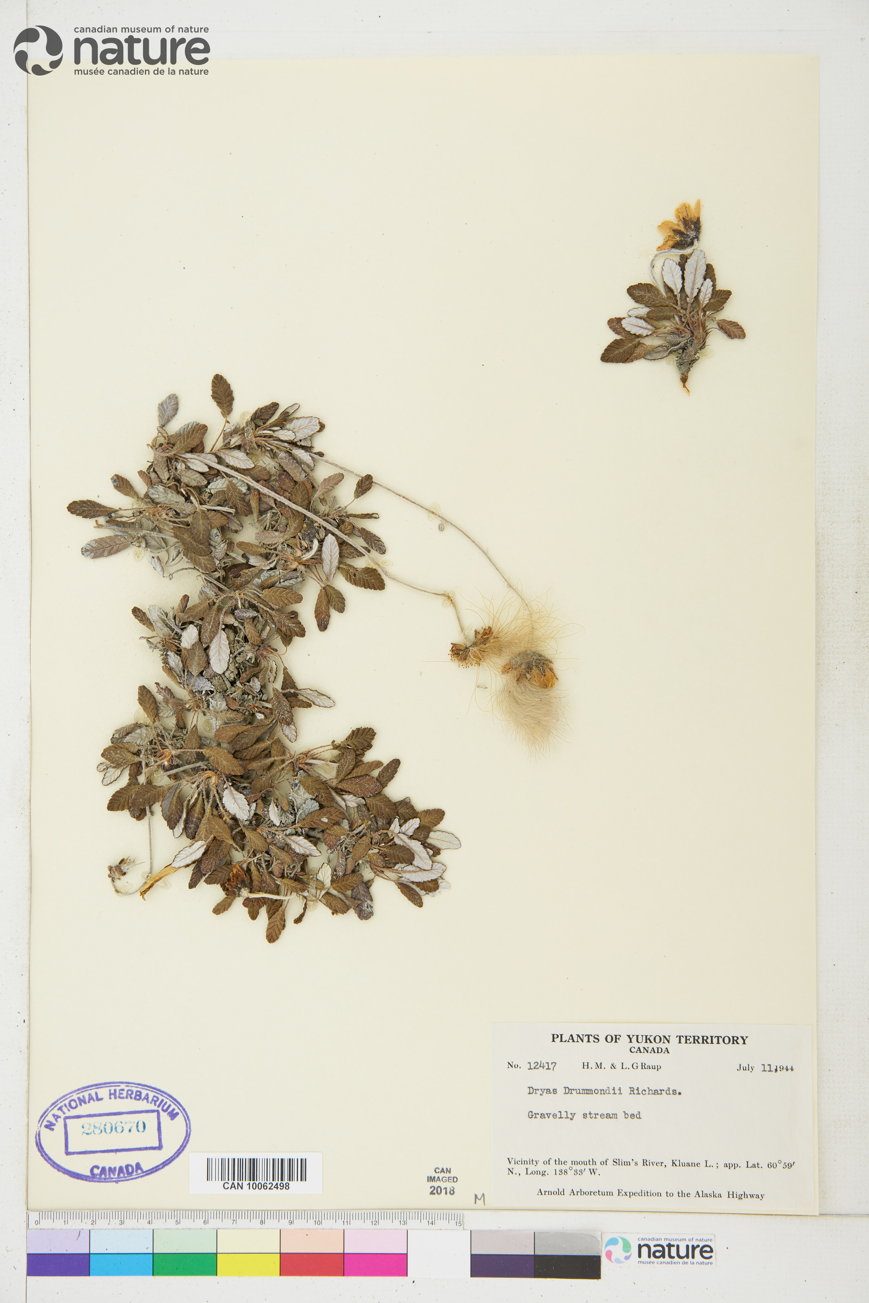 Dryas drummondii image