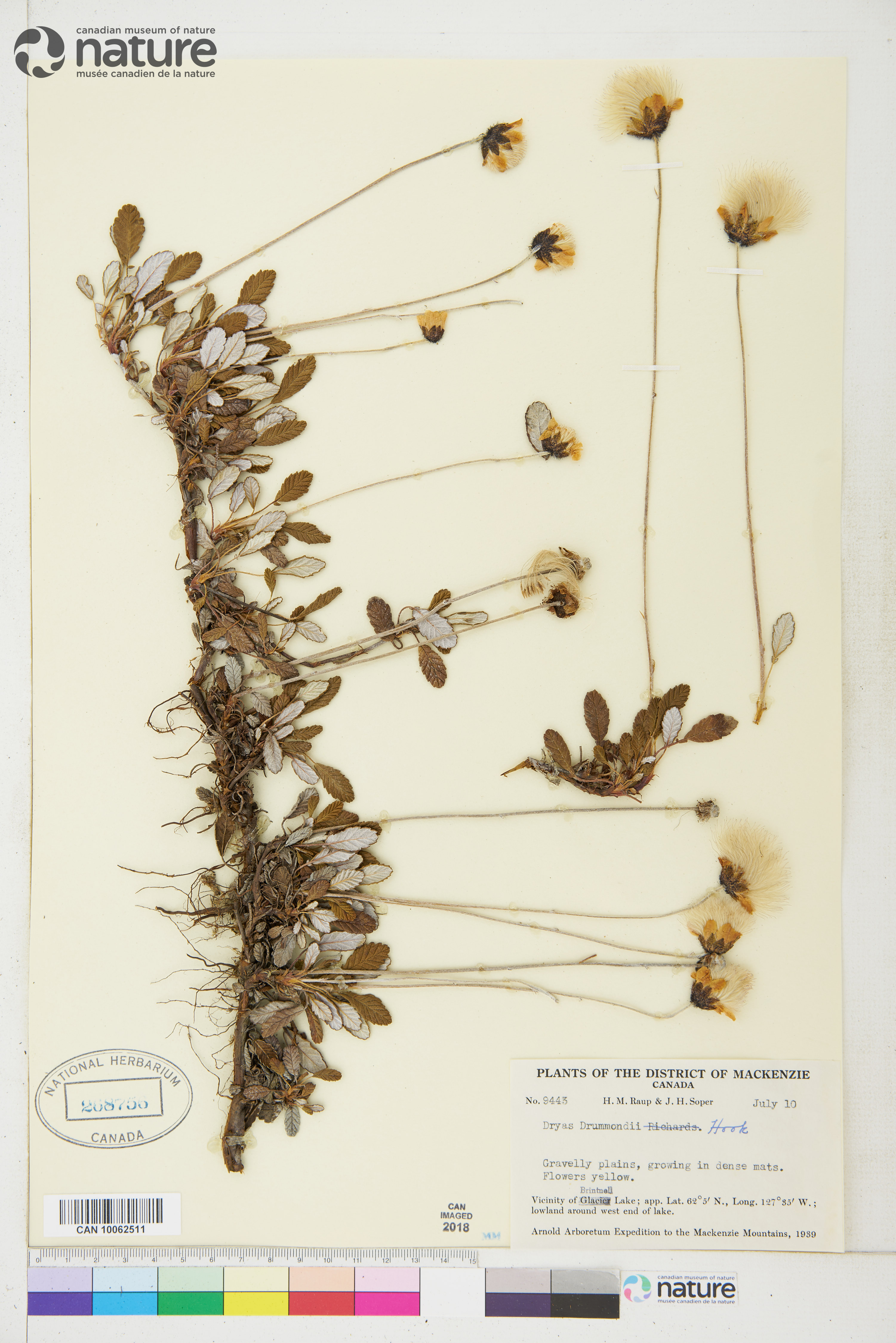 Dryas drummondii image