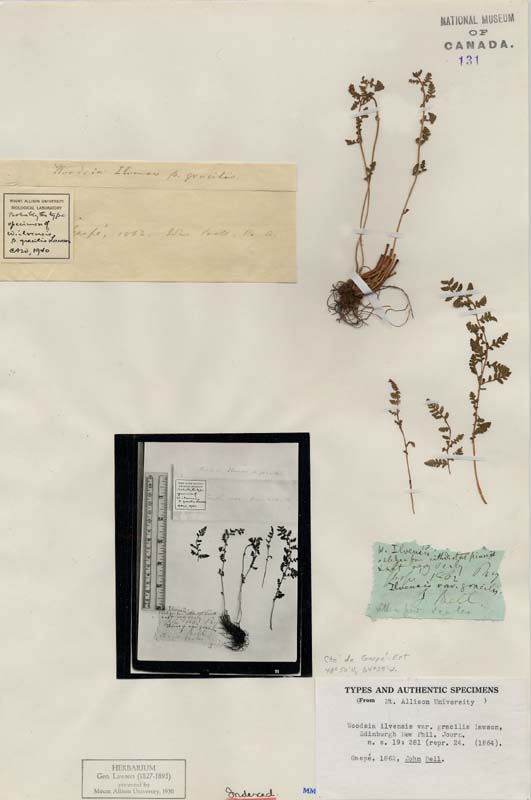 Woodsimatium ×abbeae image