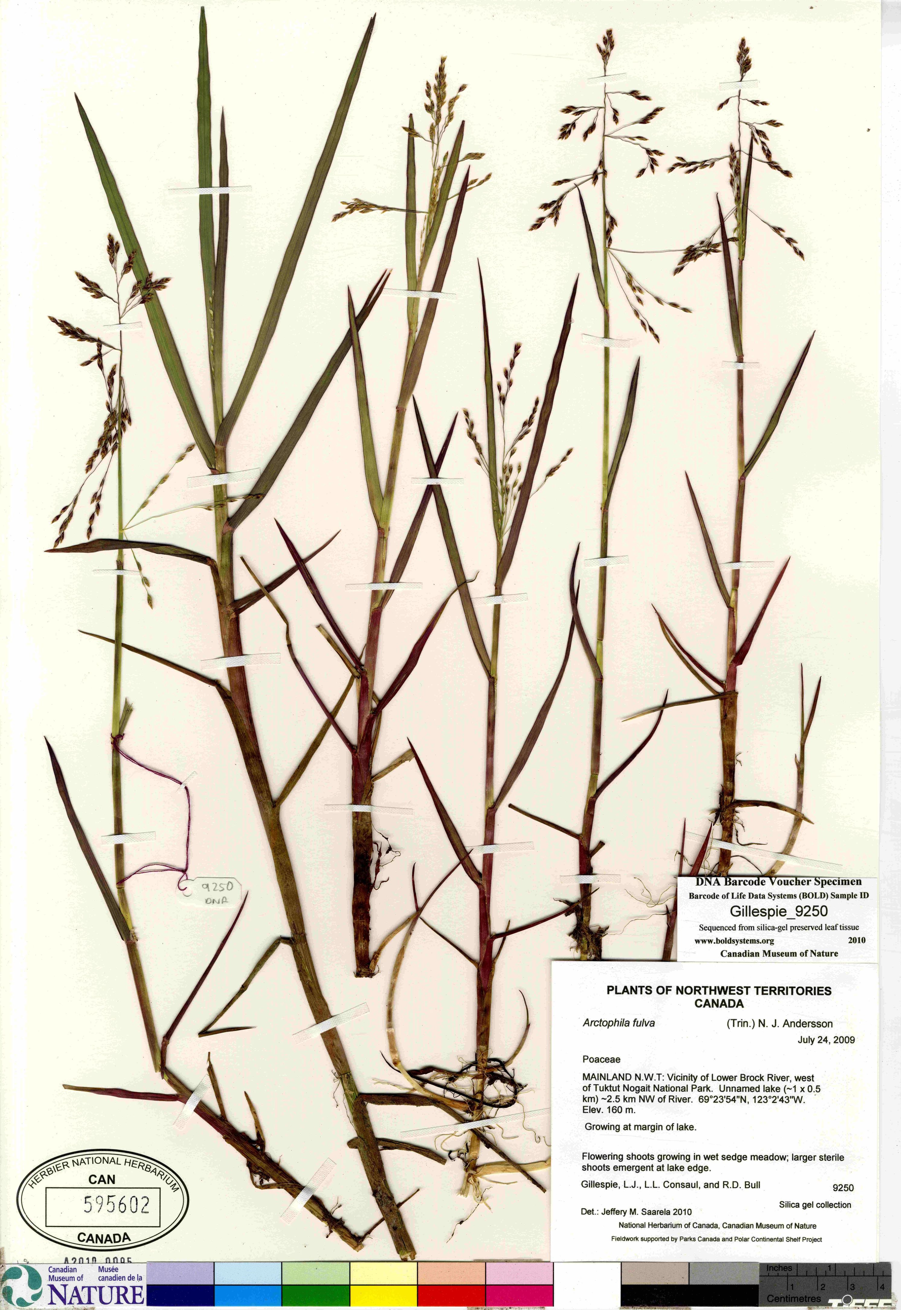 Arctophila fulva image