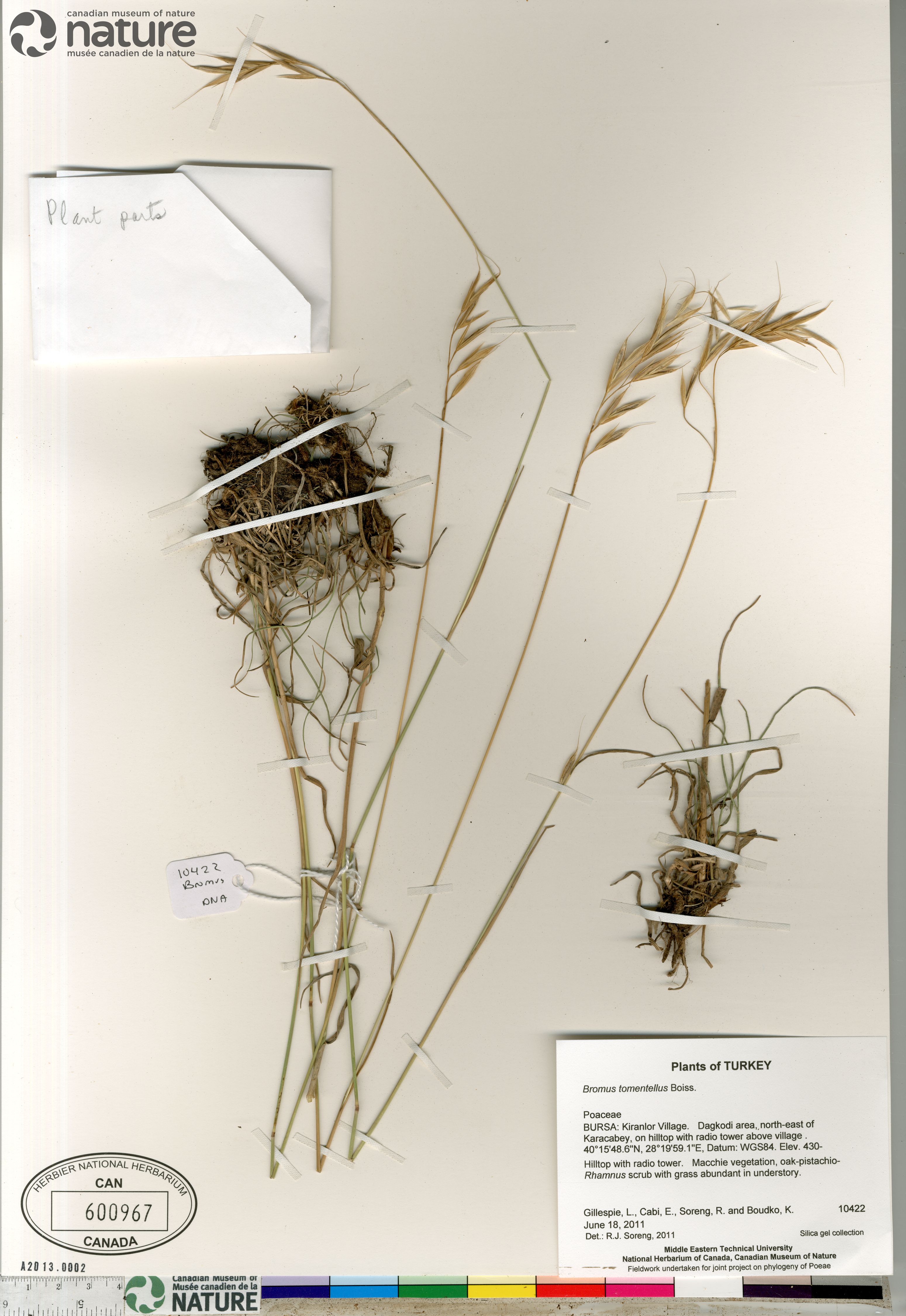 Bromus tomentellus image