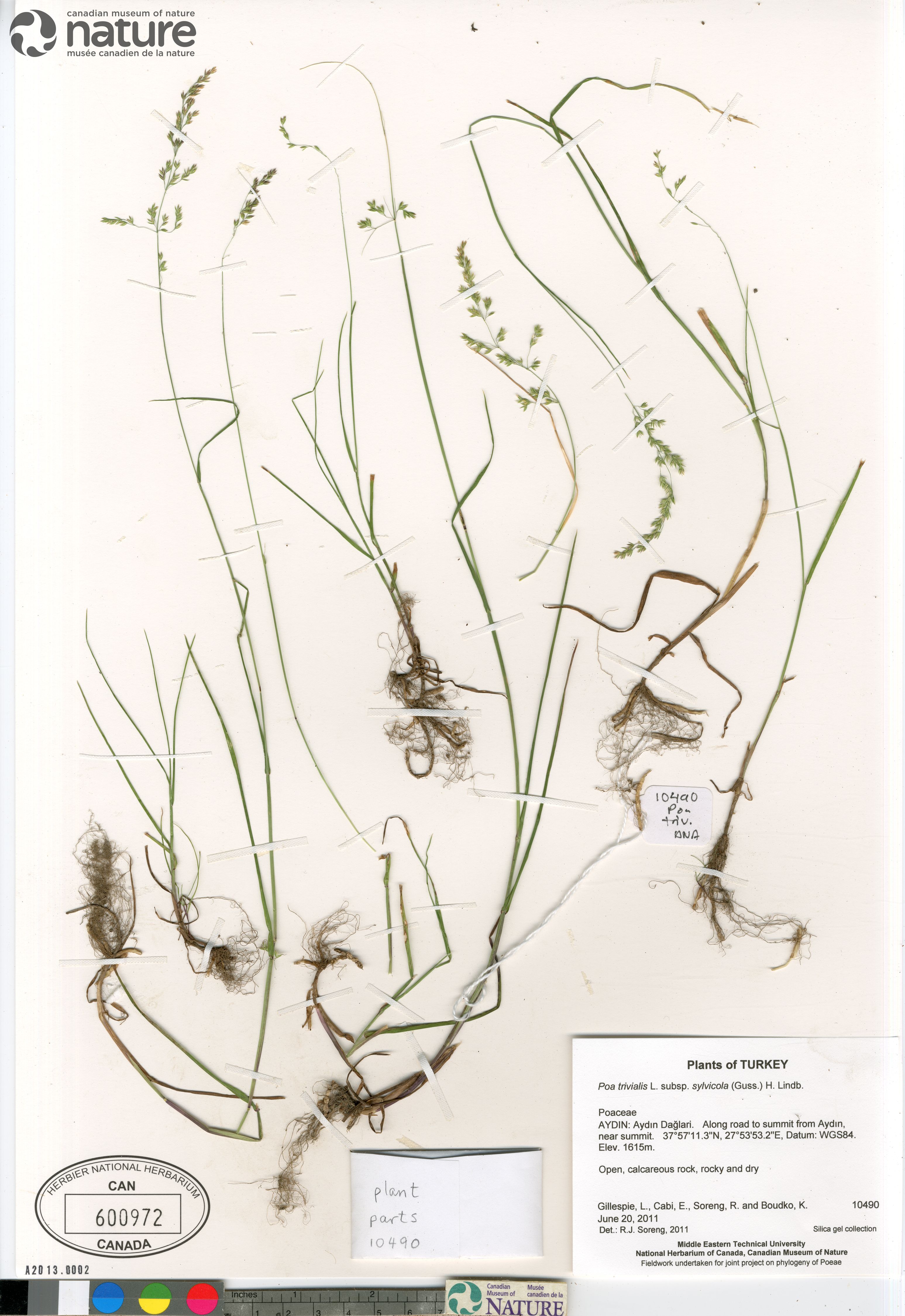 Poa trivialis subsp. sylvicola image