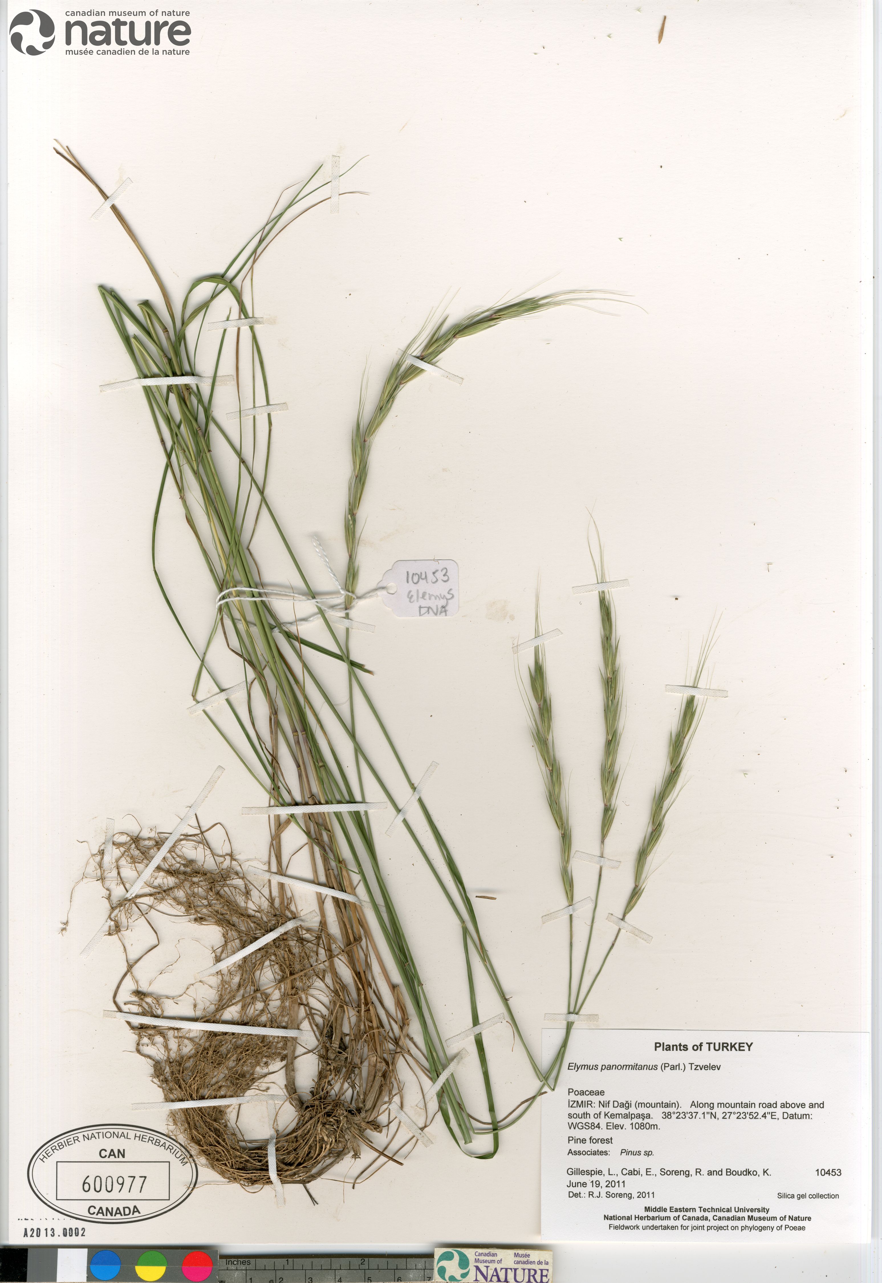 Elymus panormitanus image