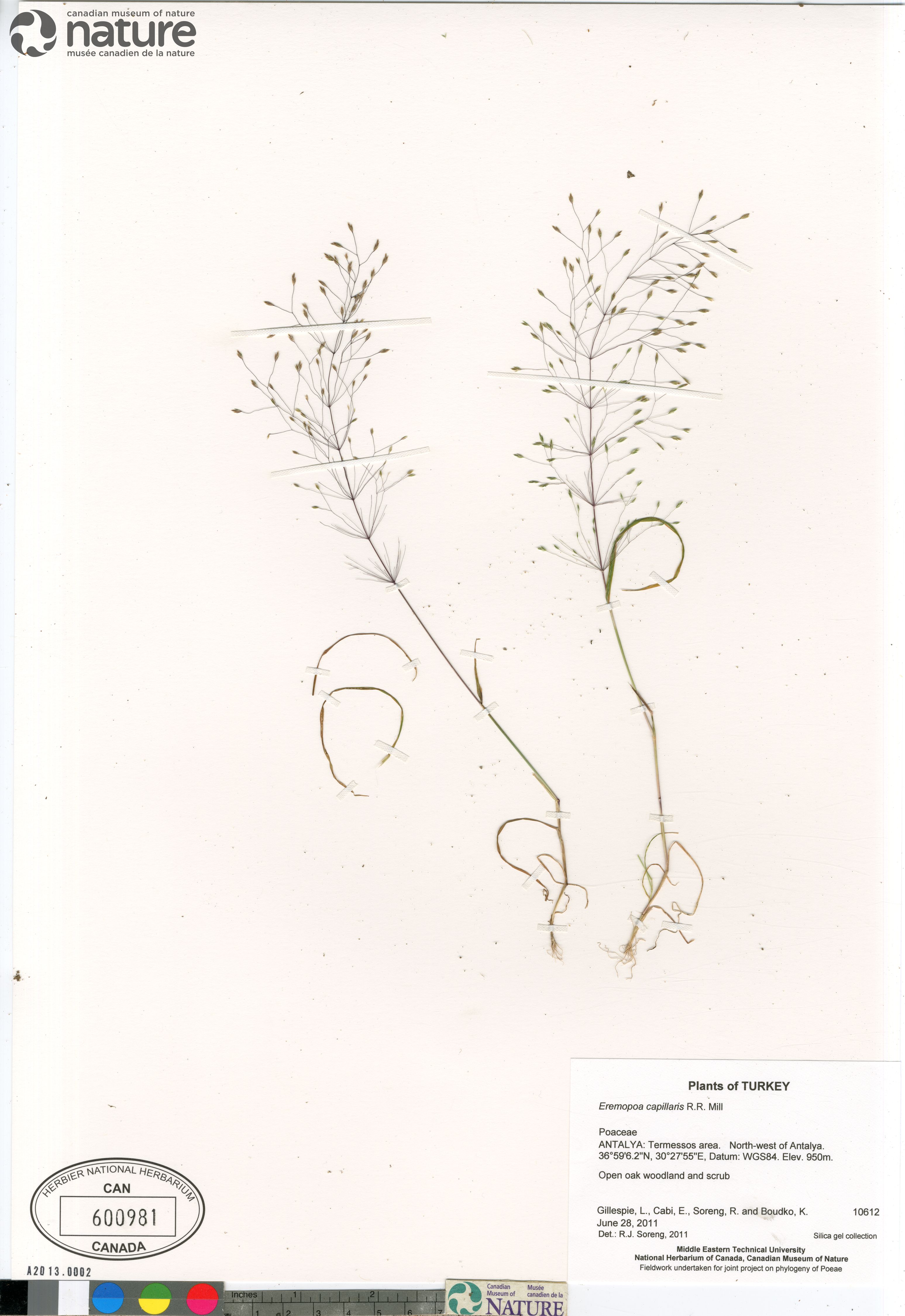 Eremopoa capillaris image