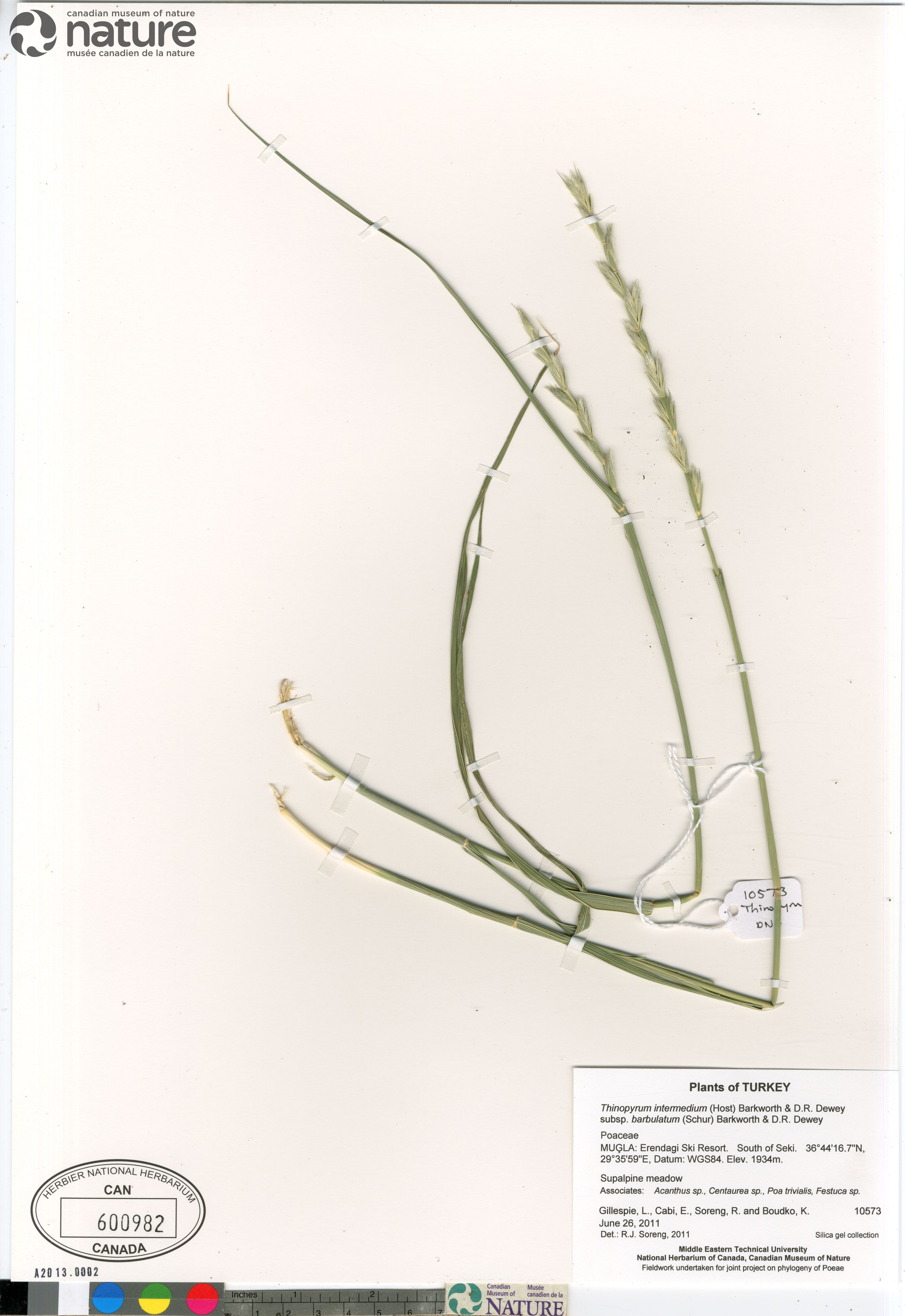 Thinopyrum intermedium subsp. barbulatum image