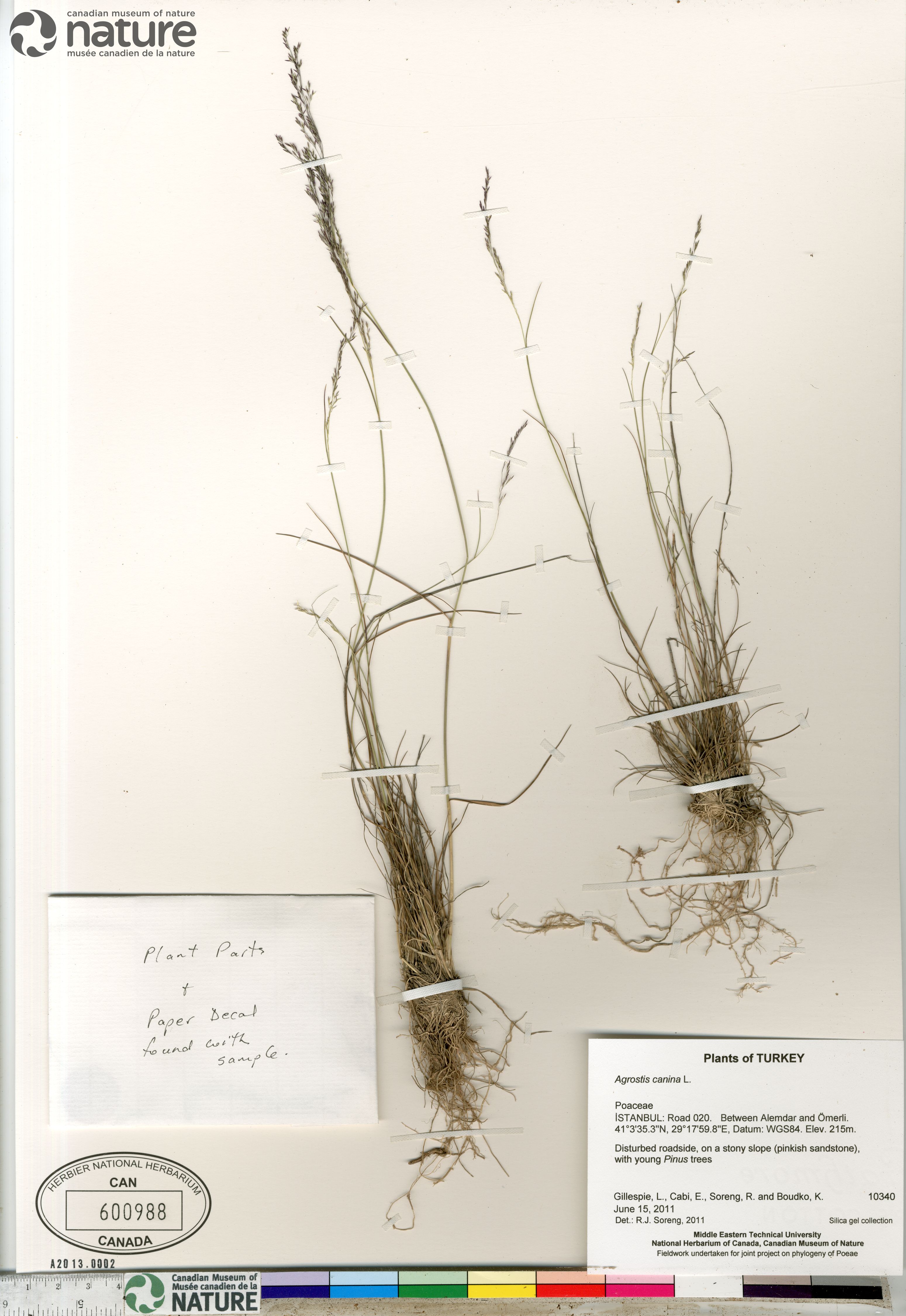 Agrostis canina image