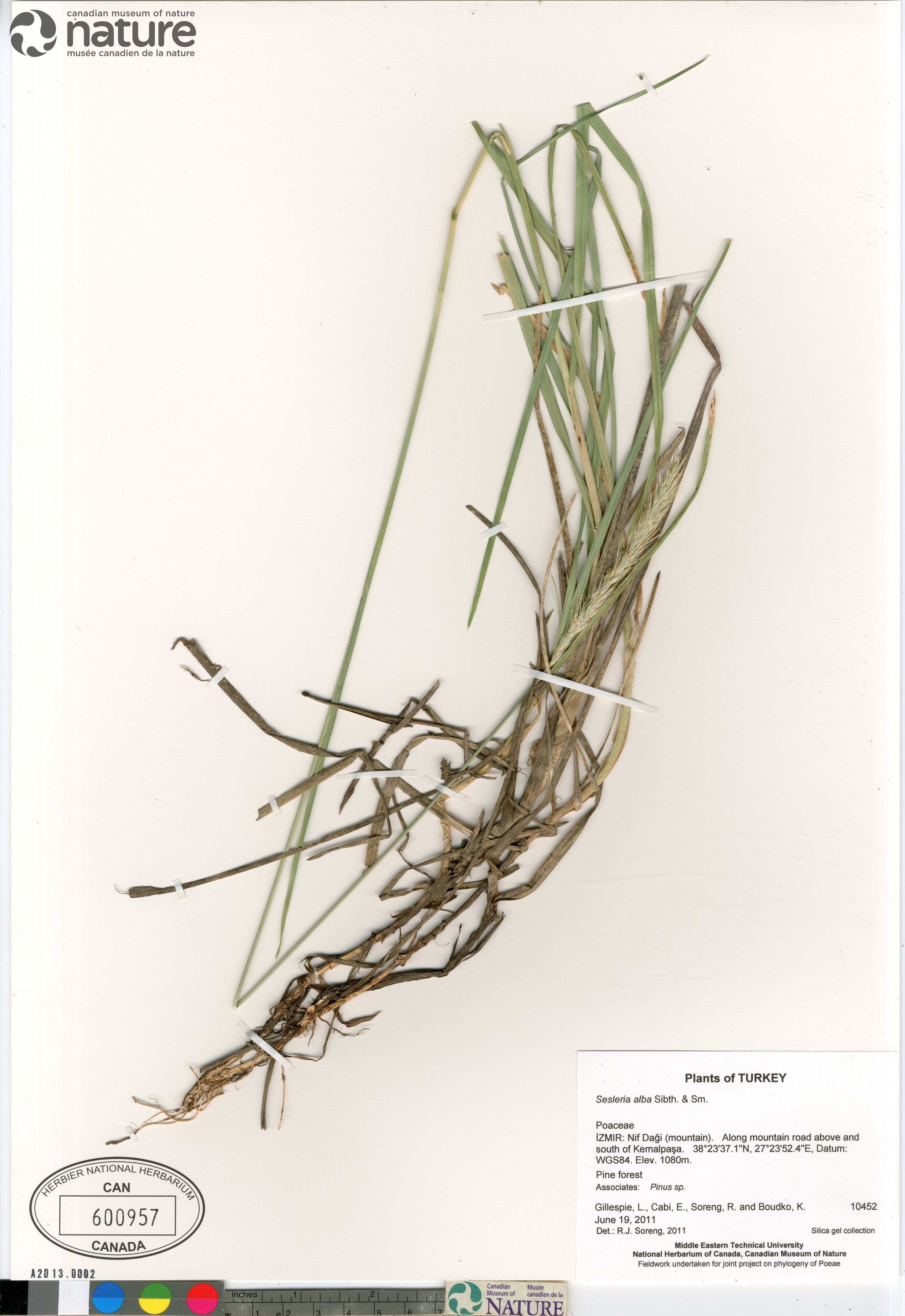 Sesleria alba image