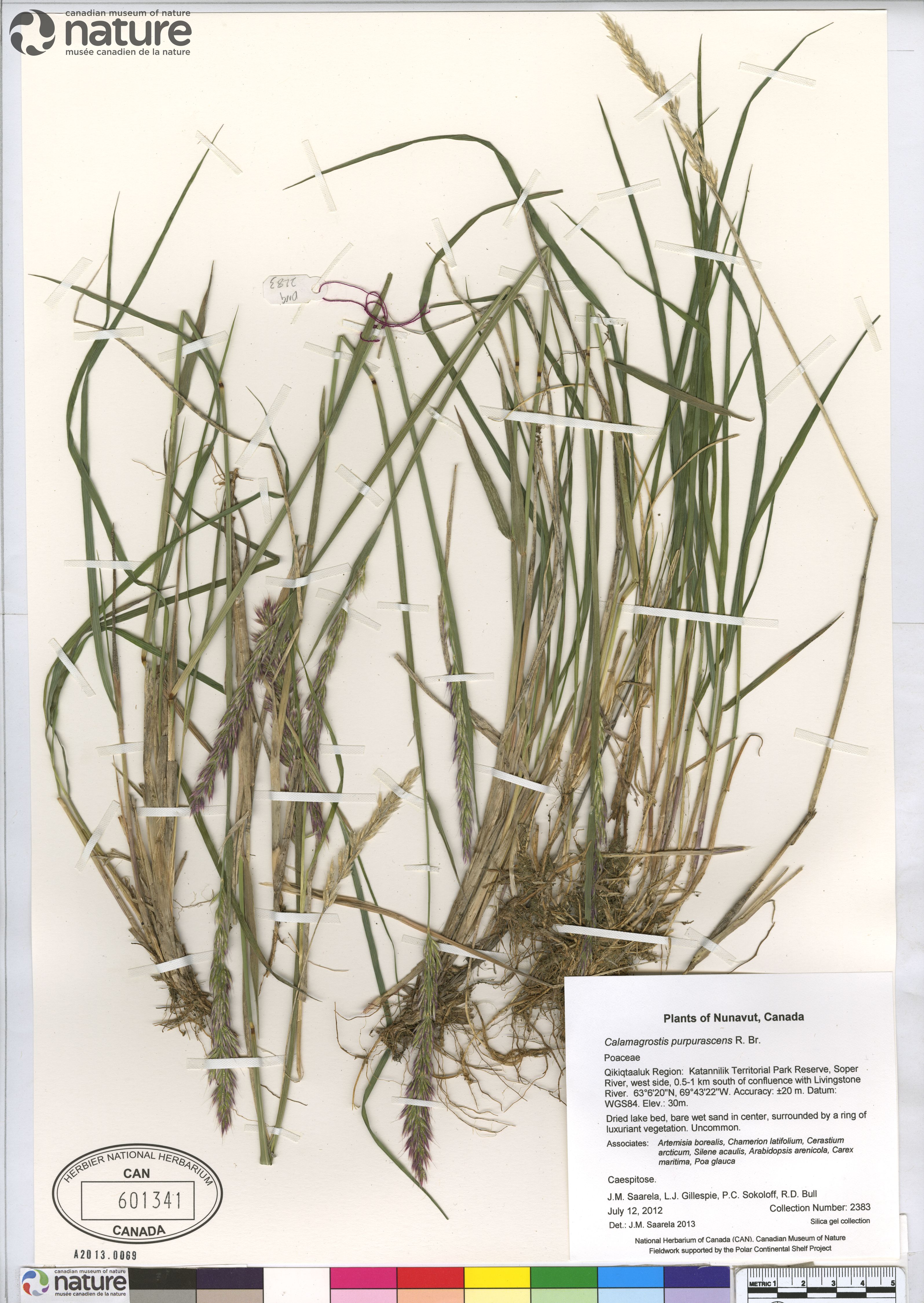 Calamagrostis purpurascens image