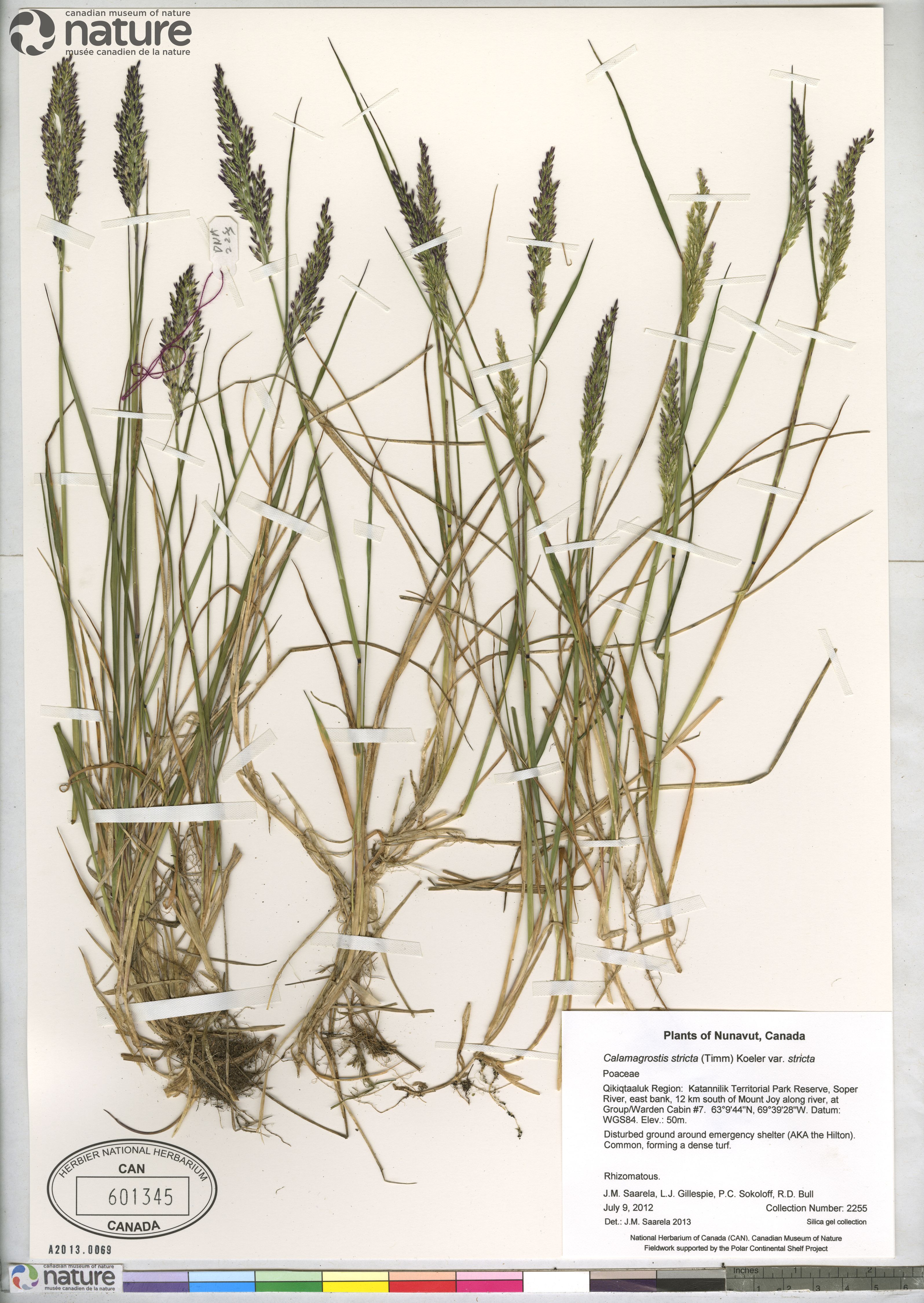 Calamagrostis stricta subsp. groenlandica image