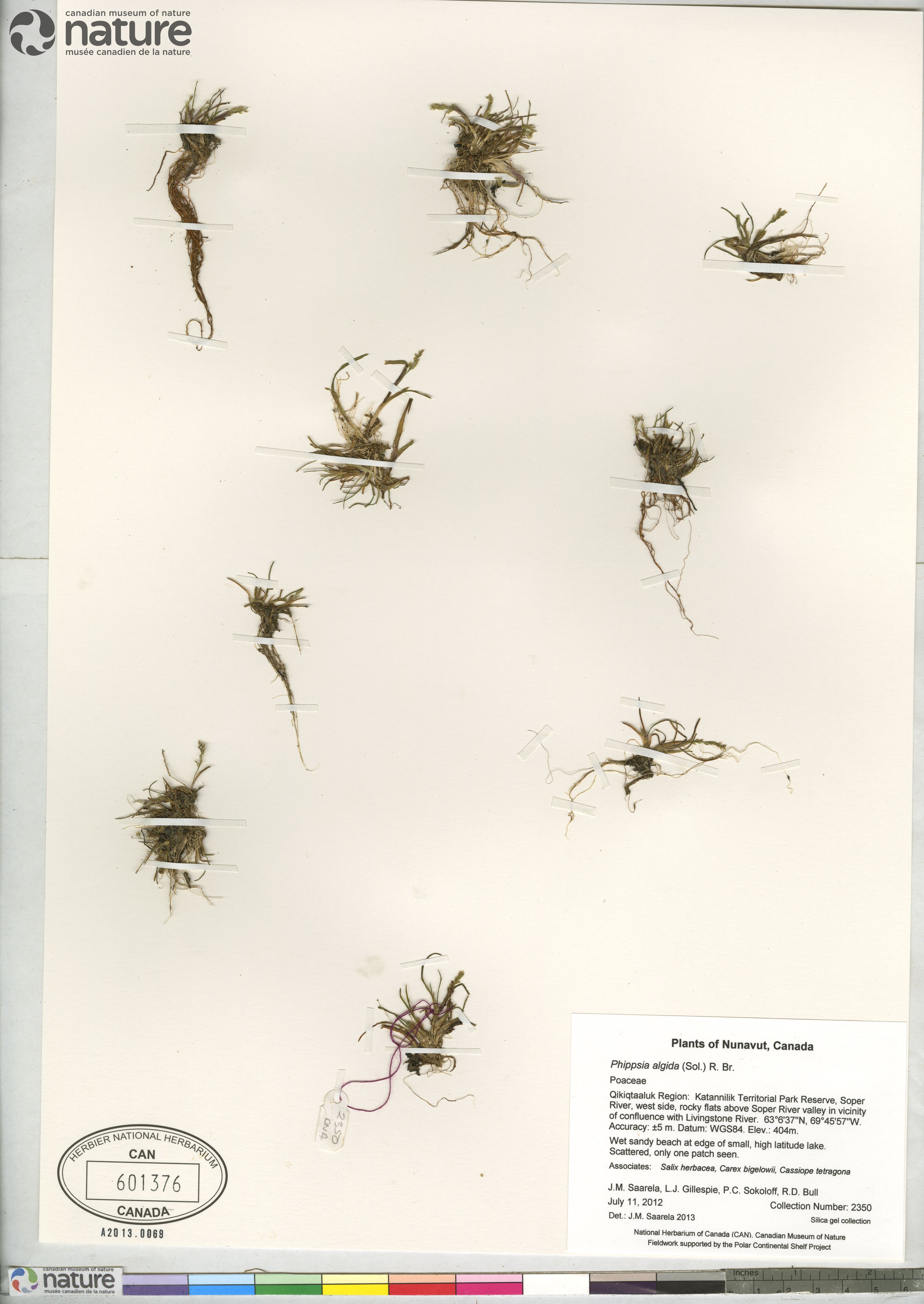 Phippsia algida image