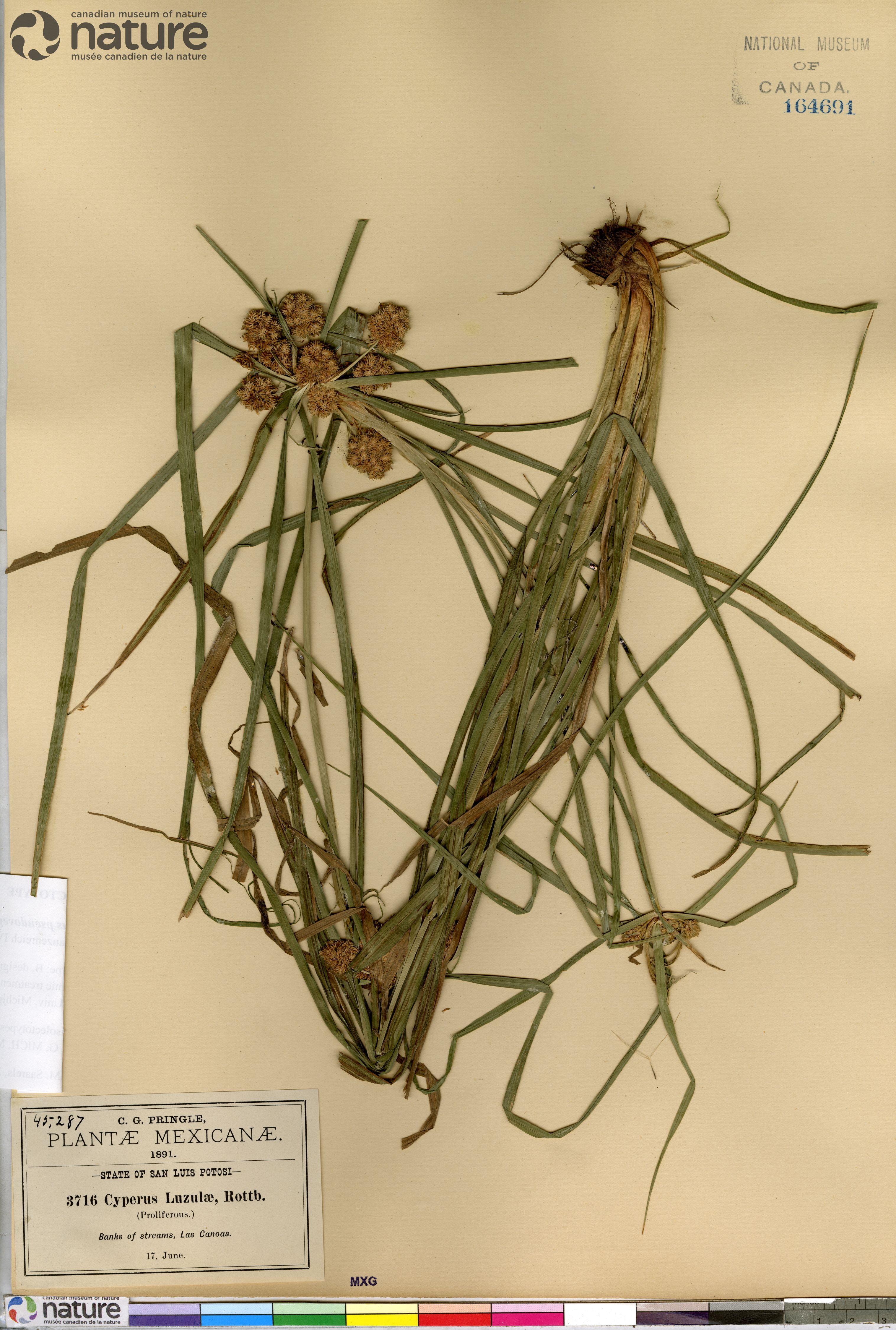 Cyperus pseudovegetus var. megalanthus image