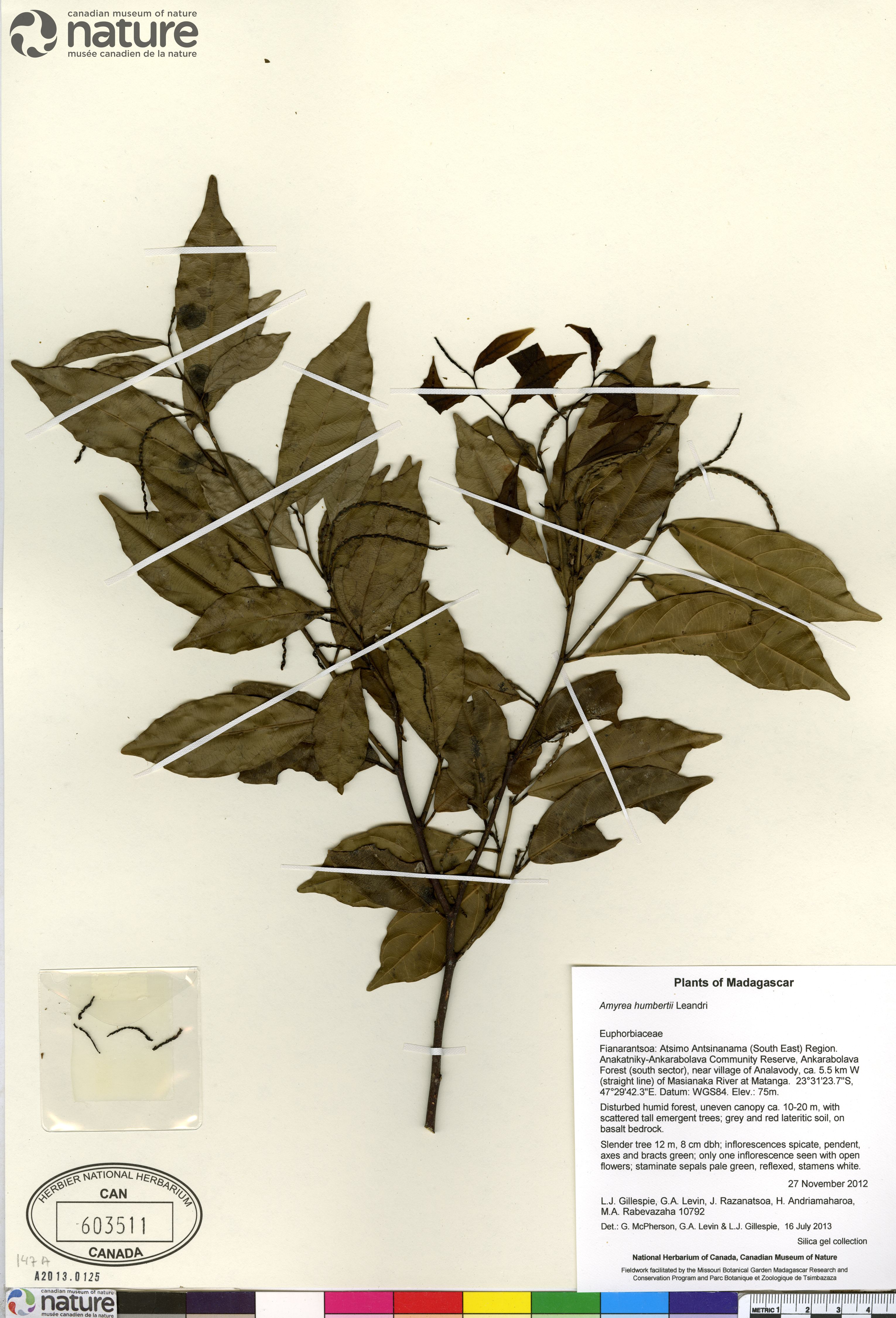 Amyrea humbertii image