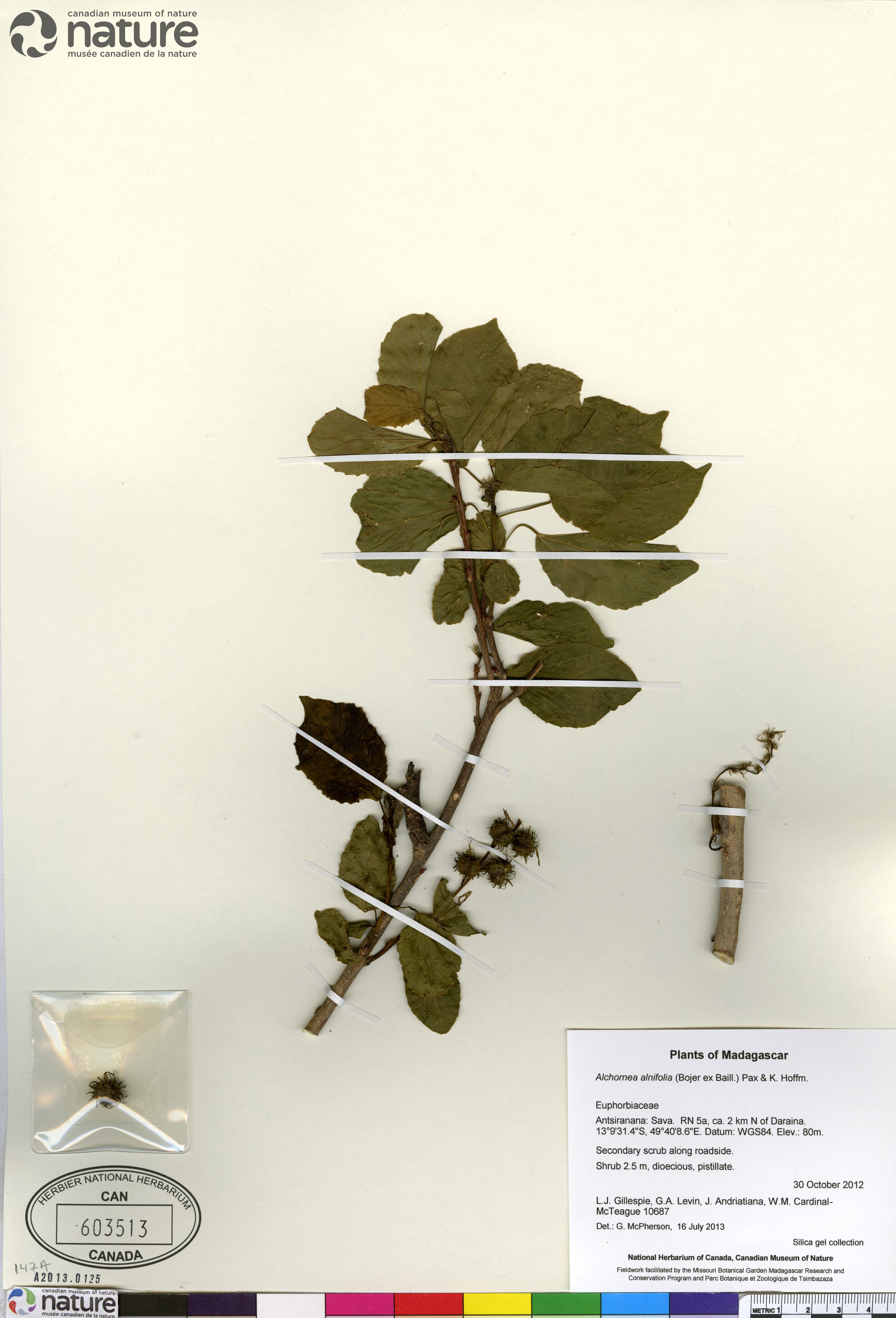 Alchornea alnifolia image